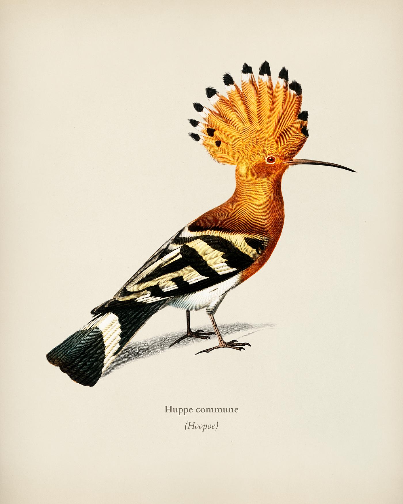 Huppe commune (Hoopoe) illustrated by Charles Dessalines D' Orbigny (1806-1876). Digitally enhanced from our own 1892... Huppe commune (Hoopoe) illustrated by Charles Dessalines D' Orbigny (1806-1876). Digitally enhanced from our own 1892...