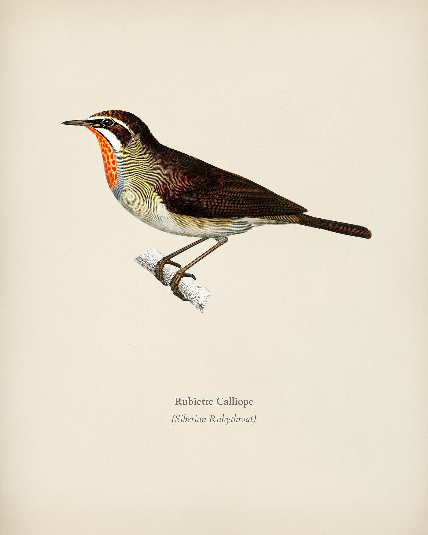 Siberian Rubythroat (Rubiette Calliope) illustrated by Charles Dessalines D' Orbigny (1806-1876). Digitally enhanced... Siberian Rubythroat (Rubiette Calliope) illustrated by Charles Dessalines D' Orbigny (1806-1876). Digitally enhanced...