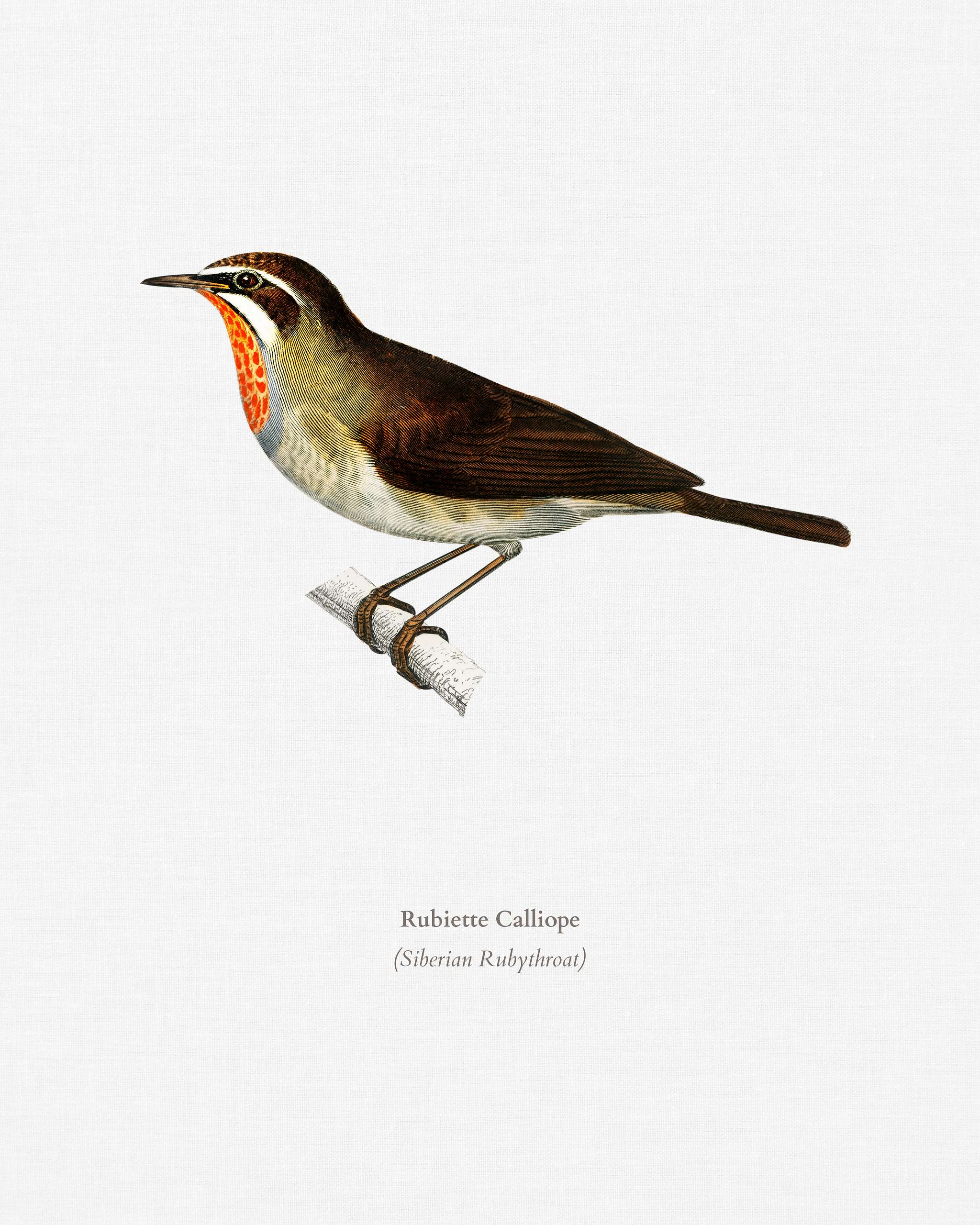 Siberian Rubythroat (Rubiette Calliope) illustrated by Charles Dessalines D' Orbigny (1806-1876). Digitally enhanced... Siberian Rubythroat (Rubiette Calliope) illustrated by Charles Dessalines D' Orbigny (1806-1876). Digitally enhanced...
