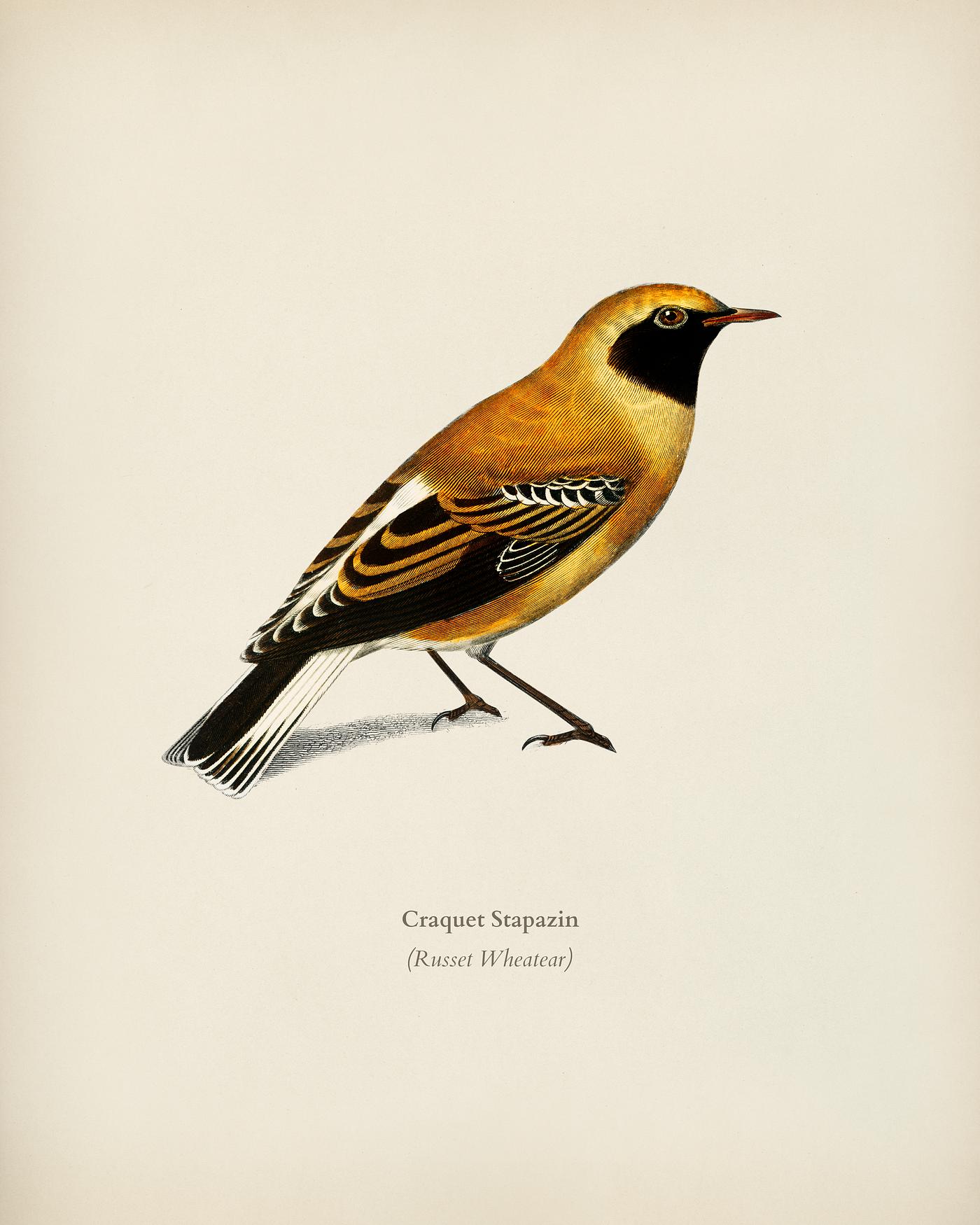 Russet Wheatear (Craquet Stapazin) illustrated by Charles Dessalines D' Orbigny (1806-1876). Digitally enhanced from our... Russet Wheatear (Craquet Stapazin) illustrated by Charles Dessalines D' Orbigny (1806-1876). Digitally enhanced from our...