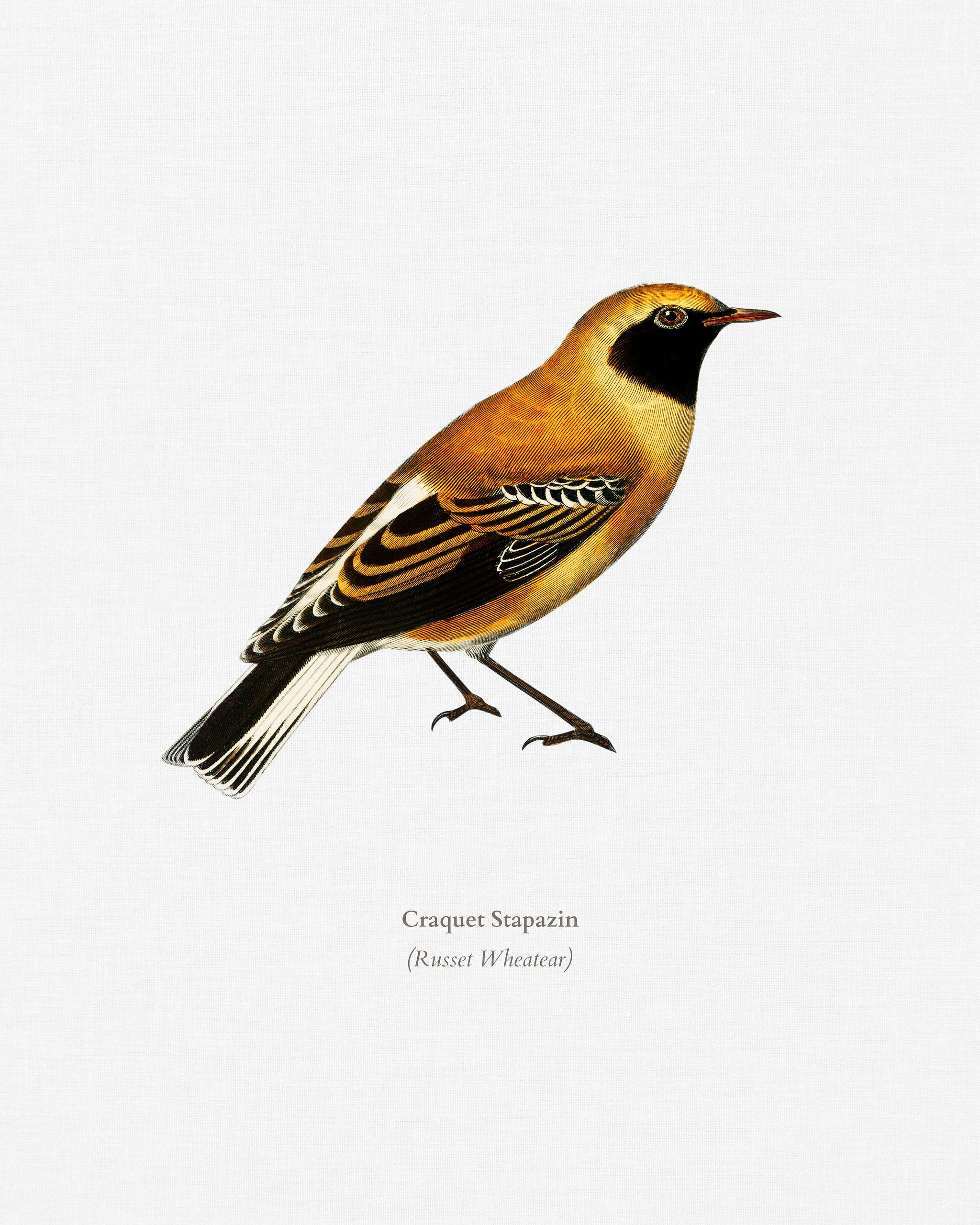 Russet Wheatear (Craquet Stapazin) illustrated by Charles Dessalines D' Orbigny (1806-1876). Digitally enhanced from our... Russet Wheatear (Craquet Stapazin) illustrated by Charles Dessalines D' Orbigny (1806-1876). Digitally enhanced from our...