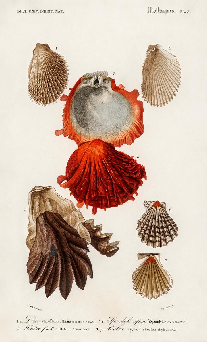 Different types of mollusks illustrated by… | Free public domain illustration Different types of mollusks illustrated by Charles Dessalines D' Orbigny (1806-1876). Digitally enhanced from our own 1892…