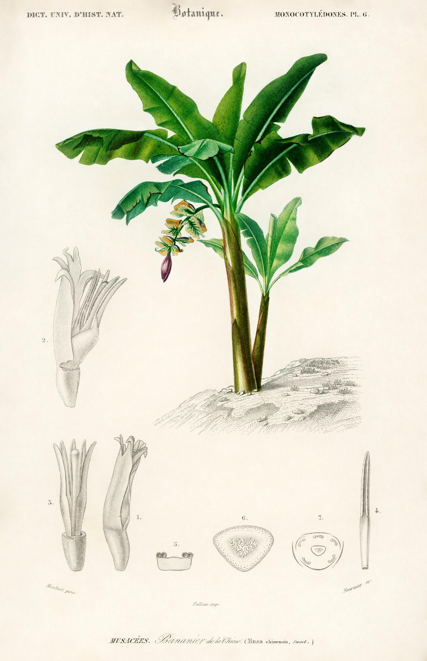Musa Chinensis illustrated by Charles Dessalines D' Orbigny (1806-1876). Digitally enhanced from our own 1892 edition of... Musa Chinensis illustrated by Charles Dessalines D' Orbigny (1806-1876). Digitally enhanced from our own 1892 edition of...