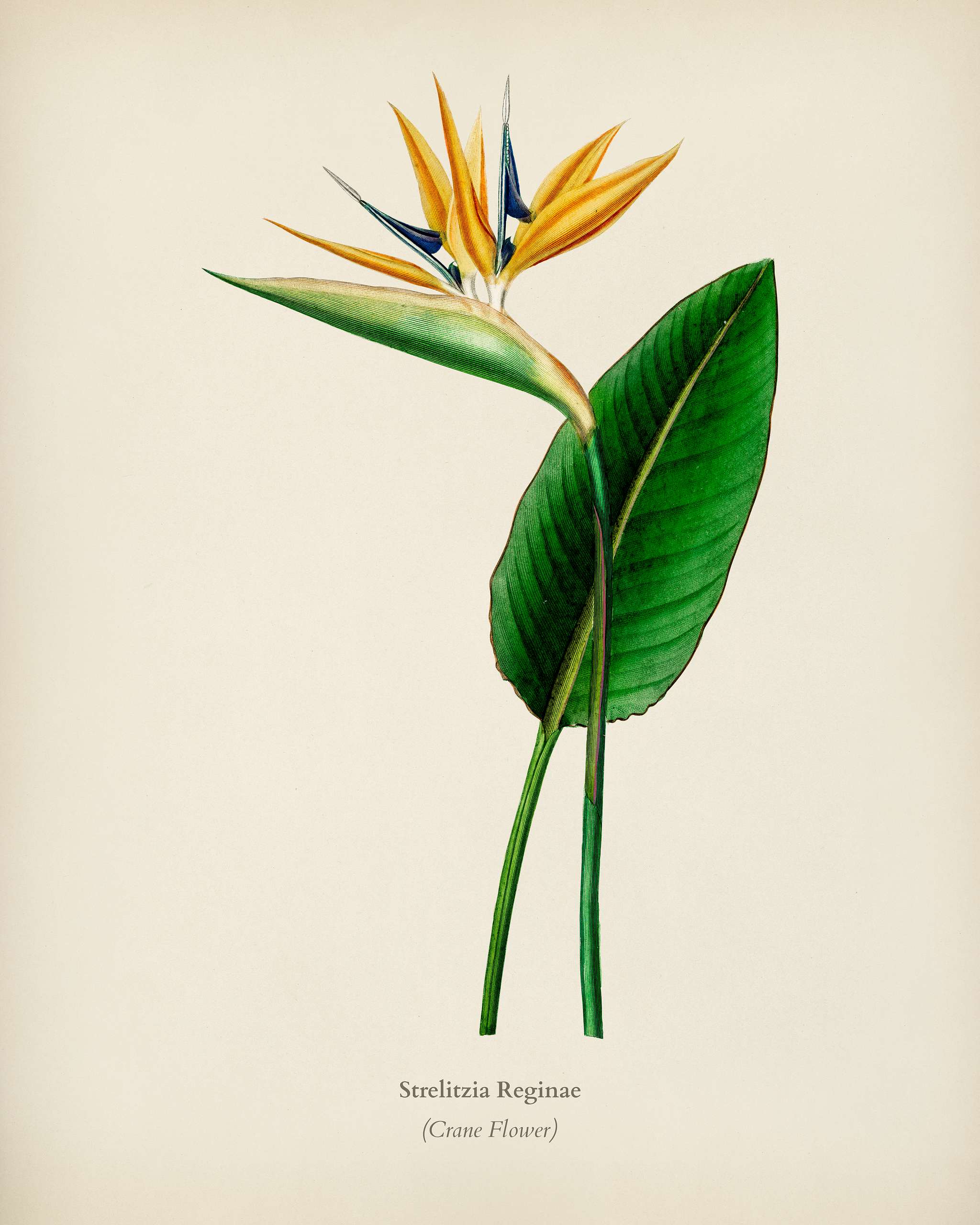 Bird of paradise (Strelitzia Reginae) illustrated by Charles Dessalines D' Orbigny (1806-1876). Digitally enhanced from... Bird of paradise (Strelitzia Reginae) illustrated by Charles Dessalines D' Orbigny (1806-1876). Digitally enhanced from...