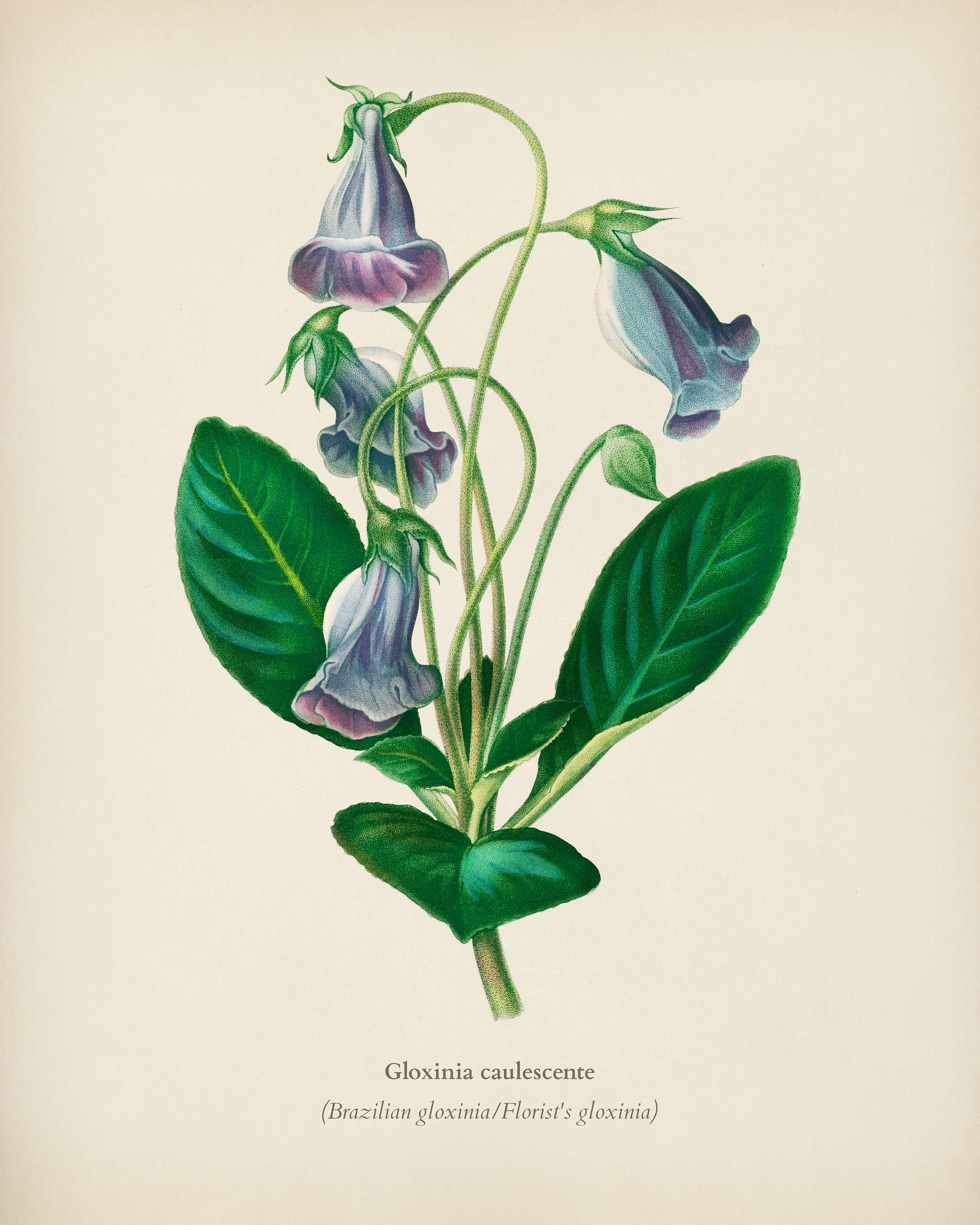 Brazilian gloxinia or Florist's gloxinia (Gloxinia caulescente) illustrated by Charles Dessalines D' Orbigny (1806-... Brazilian gloxinia or Florist's gloxinia (Gloxinia caulescente) illustrated by Charles Dessalines D' Orbigny (1806-...