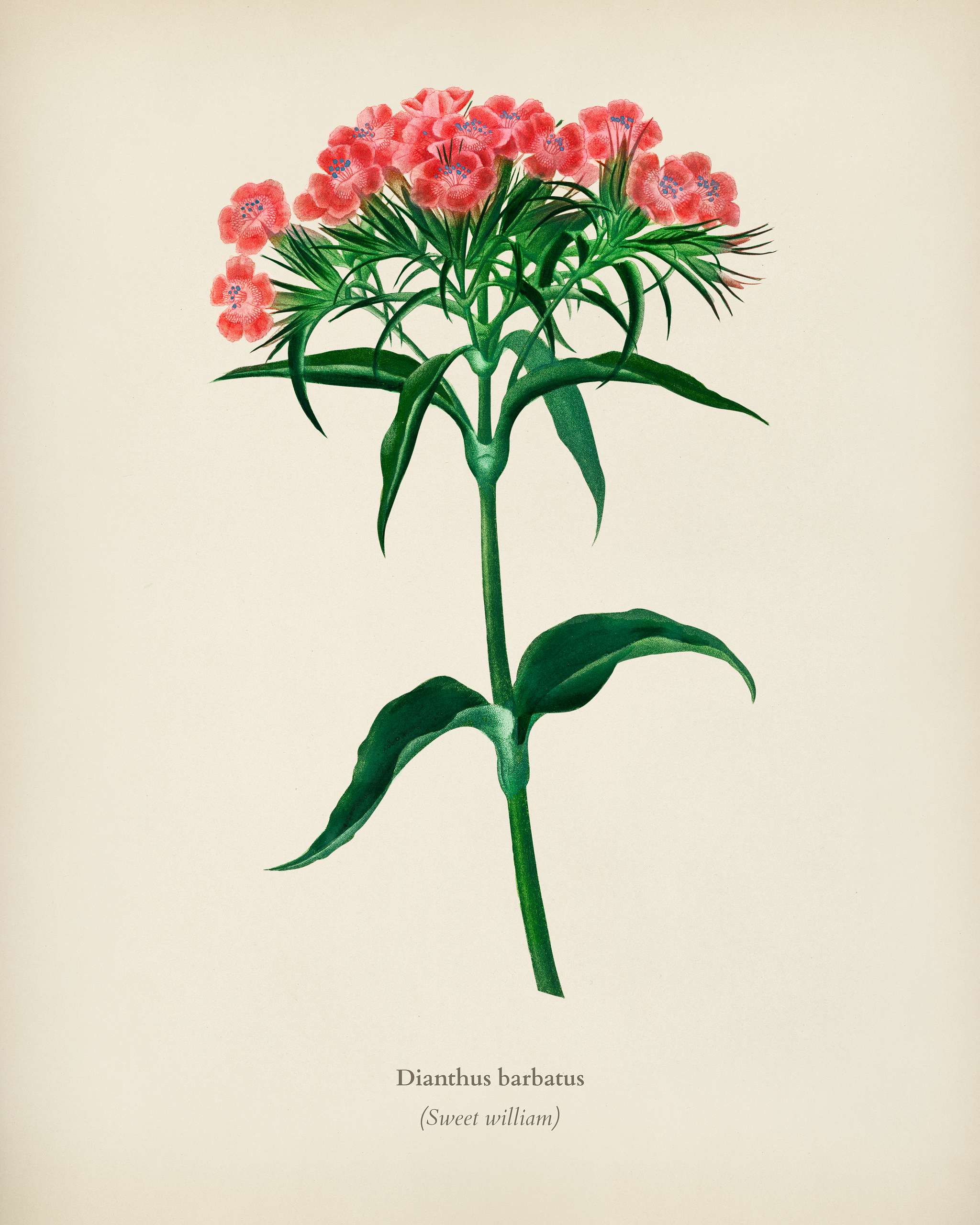 Sweet william (Dianthus barbatus) illustrated by Charles Dessalines D' Orbigny (1806-1876). Digitally enhanced from our... Sweet william (Dianthus barbatus) illustrated by Charles Dessalines D' Orbigny (1806-1876). Digitally enhanced from our...