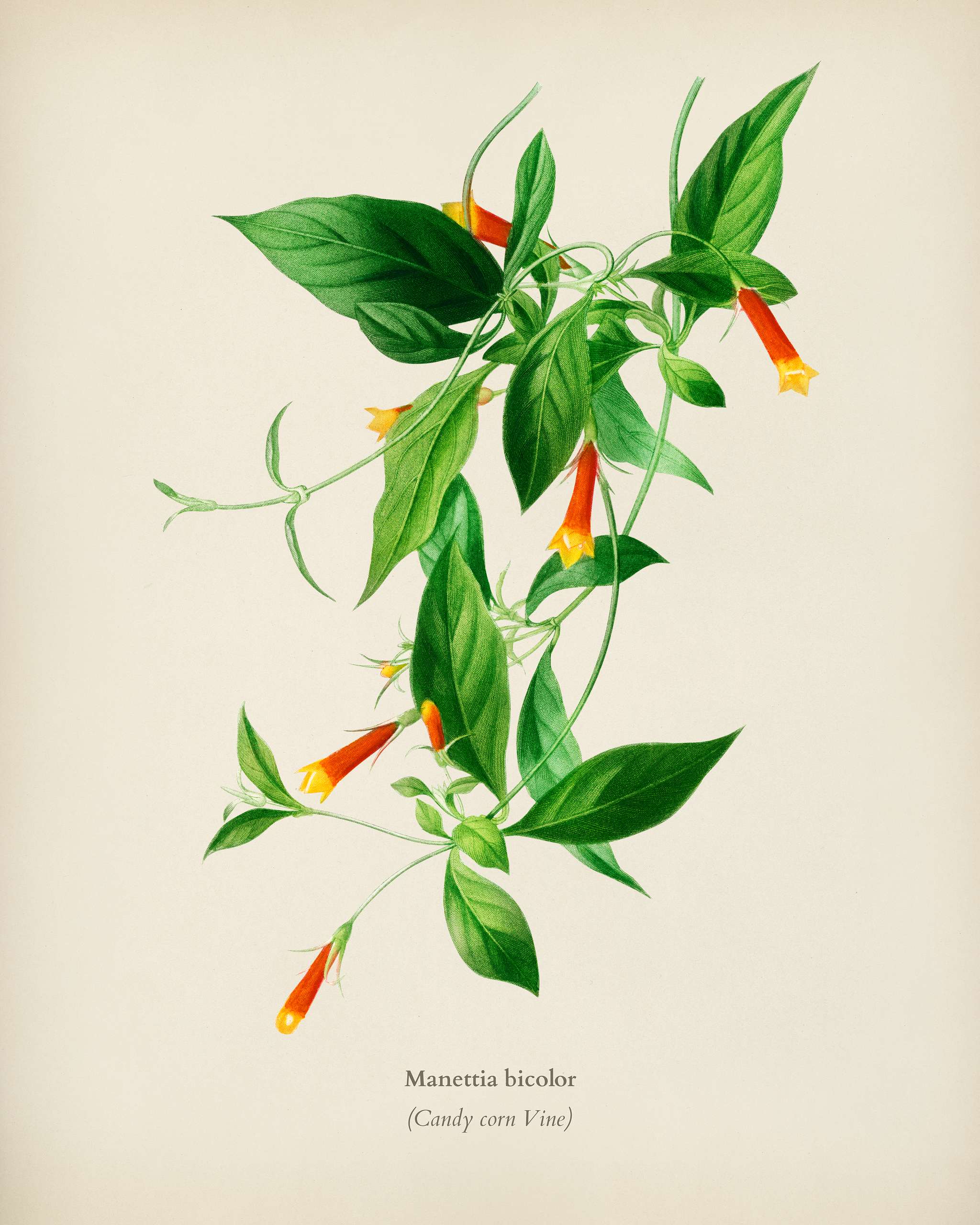 Candy corn Vine (Manettia bicolor) illustrated by Charles Dessalines D' Orbigny (1806-1876). Digitally enhanced from our... Candy corn Vine (Manettia bicolor) illustrated by Charles Dessalines D' Orbigny (1806-1876). Digitally enhanced from our...