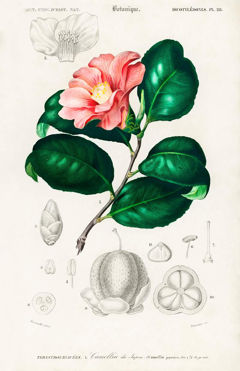 Camellia japonica (Camélia du Japon) illustrated by Charles Dessalines D' Orbigny (1806-1876). Digitally enhanced from…