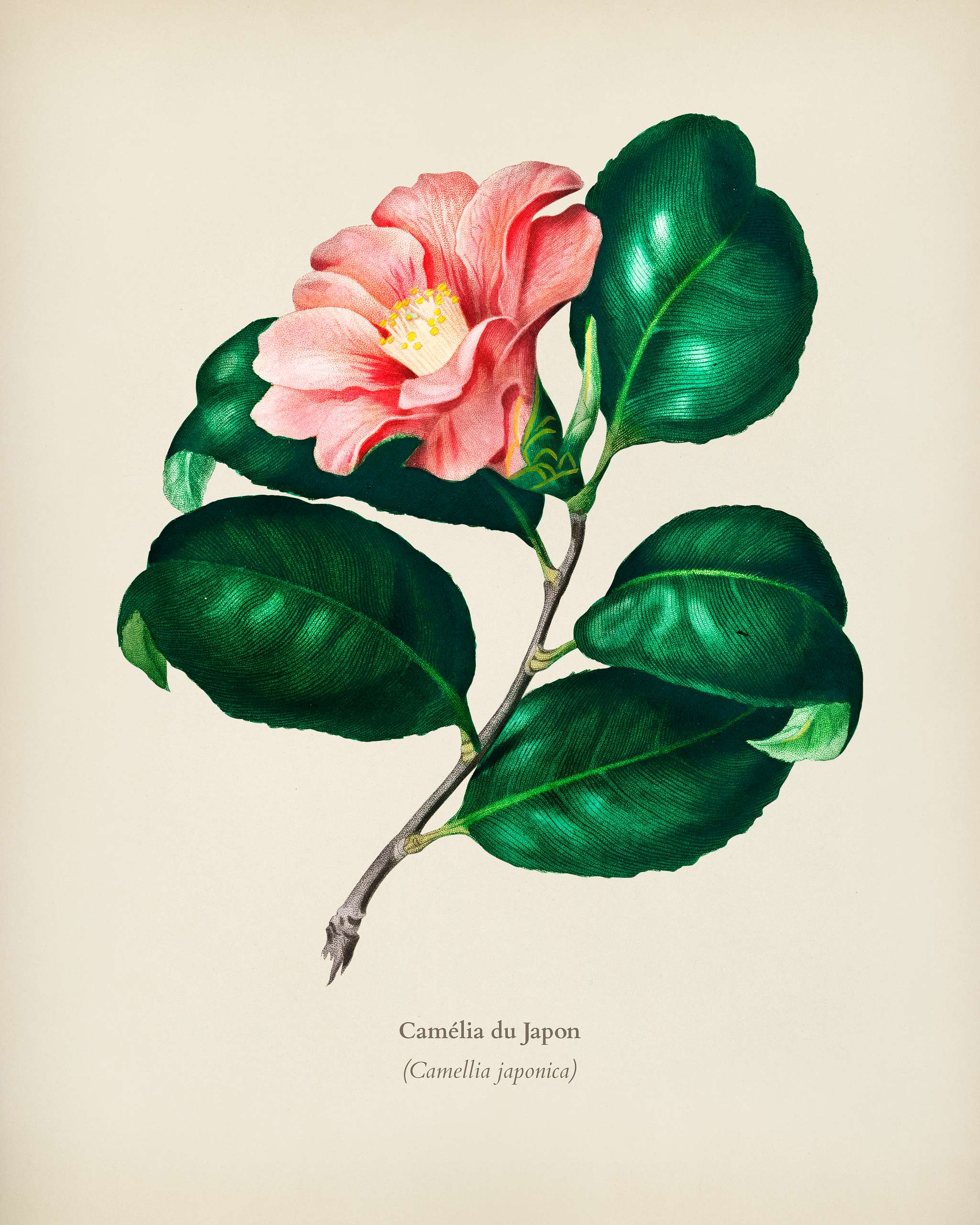 Camellia japonica (Camélia du Japon) illustrated by Charles Dessalines D' Orbigny (1806-1876). Digitally enhanced... Camellia japonica (Camélia du Japon) illustrated by Charles Dessalines D' Orbigny (1806-1876). Digitally enhanced...