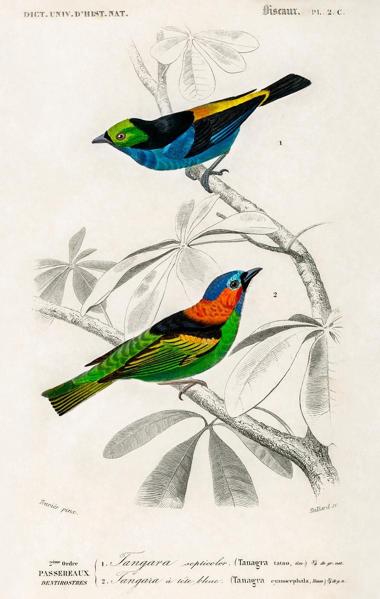 Different types of birds illustrated by… | Free public domain illustration Different types of birds illustrated by Charles Dessalines D' Orbigny (1806-1876) Digitally enhanced from our own 1892…