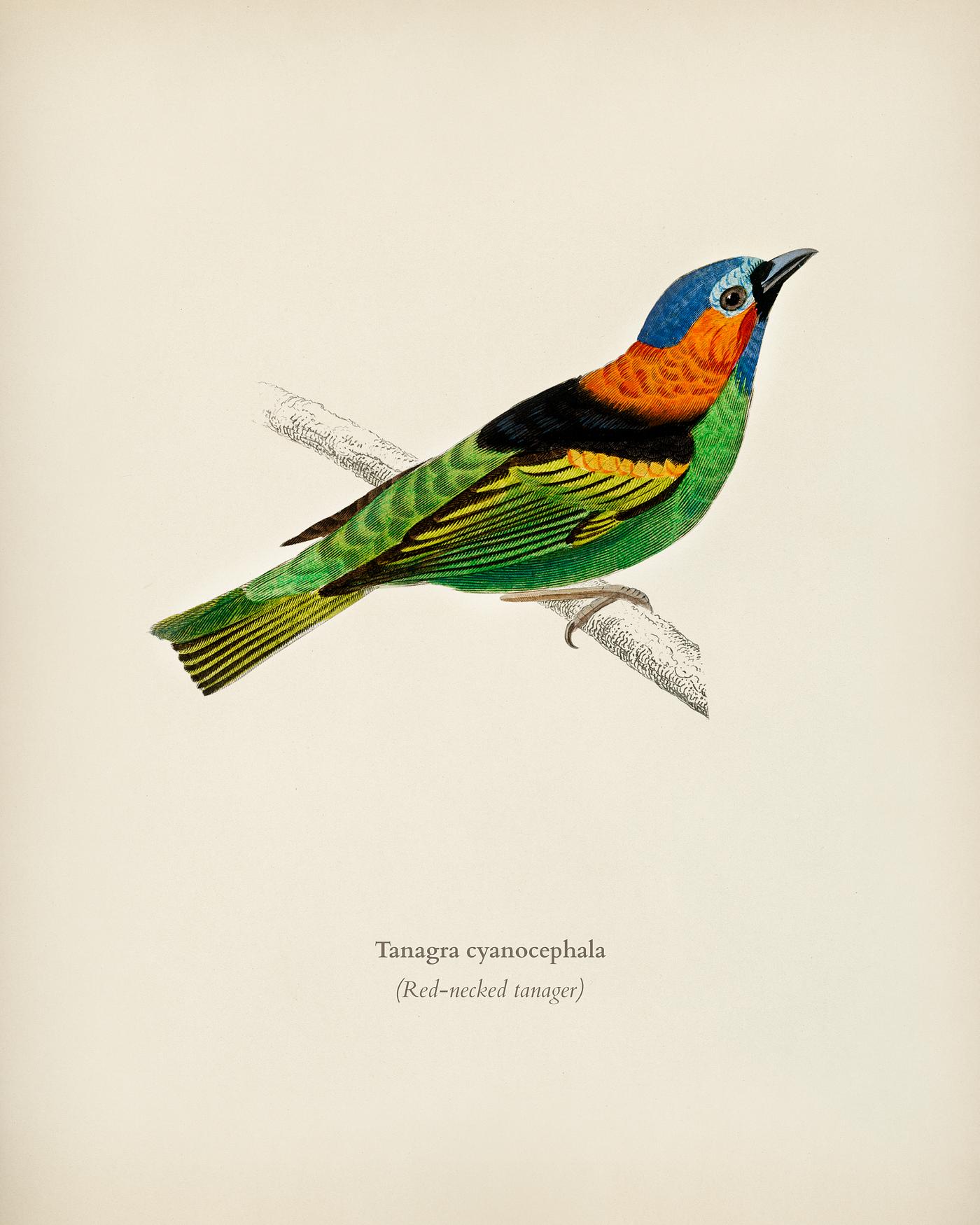 Tanagra cyanocephala illustrated by Charles Dessalines D' Orbigny (1806-1876). Digitally enhanced from our own 1892... Tanagra cyanocephala illustrated by Charles Dessalines D' Orbigny (1806-1876). Digitally enhanced from our own 1892...
