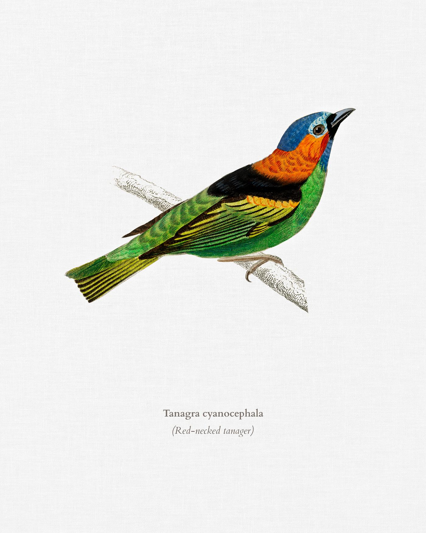 Tanagra cyanocephala illustrated by Charles Dessalines D' Orbigny (1806-1876). Digitally enhanced from our own 1892... Tanagra cyanocephala illustrated by Charles Dessalines D' Orbigny (1806-1876). Digitally enhanced from our own 1892...