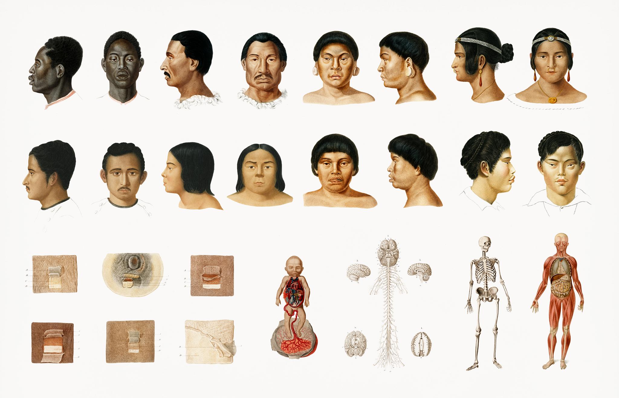 Vintage Illustration of an anatomy chart of a.. | Royalty free stock