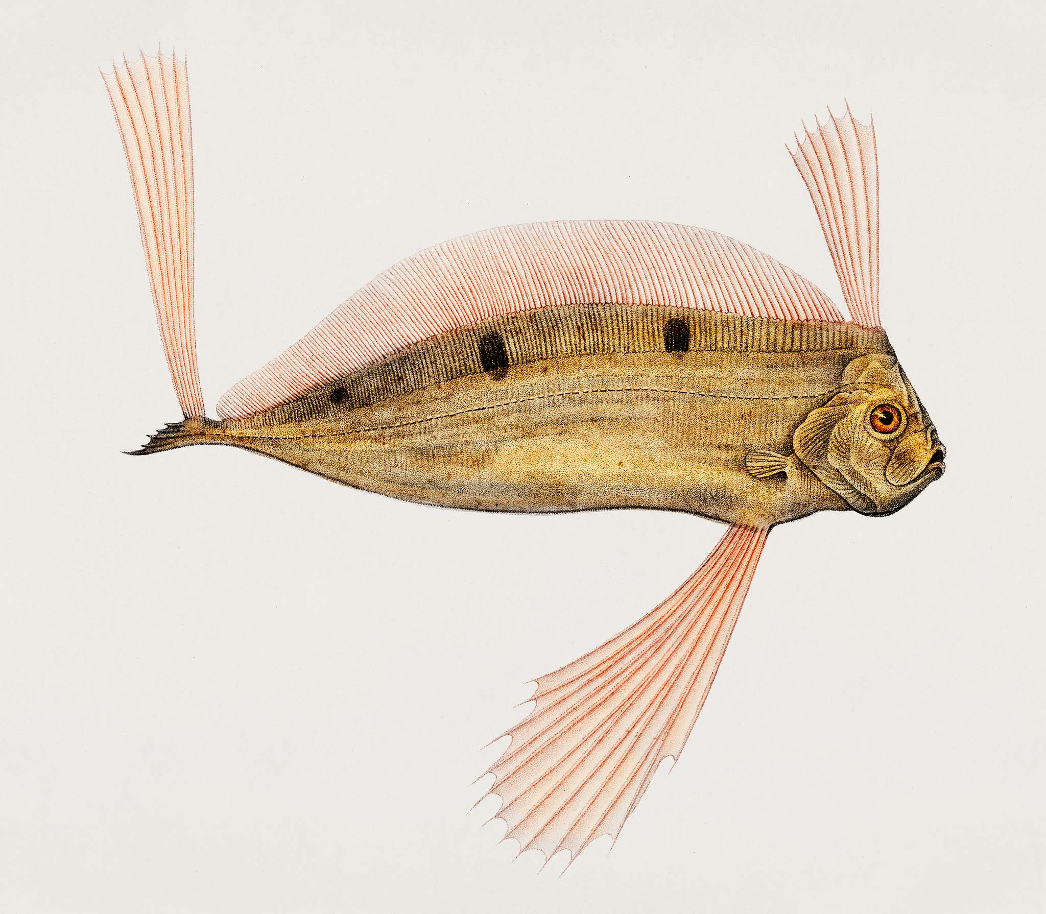 Ribbonfish (Trachipterus trachypterus) illustrated by Charles Dessalines D' Orbigny (1806-1876). Digitally enhanced from... Ribbonfish (Trachipterus trachypterus) illustrated by Charles Dessalines D' Orbigny (1806-1876). Digitally enhanced from...