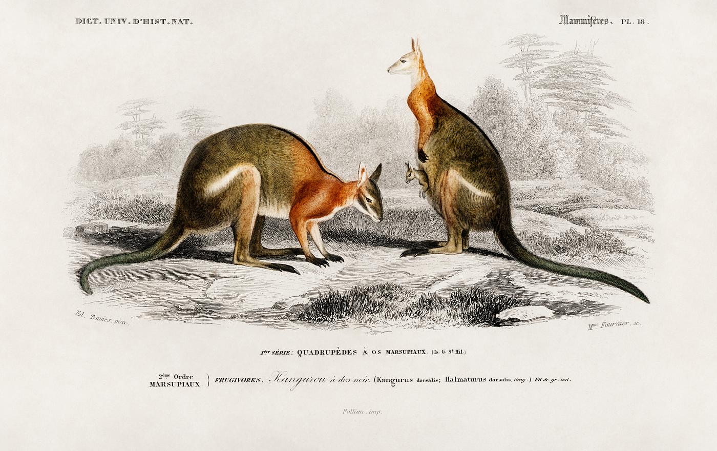 Macropus illustrated by Charles Dessalines D' Orbigny (1806-1876). Digitally enhanced from our own 1892 edition of... Macropus illustrated by Charles Dessalines D' Orbigny (1806-1876). Digitally enhanced from our own 1892 edition of...