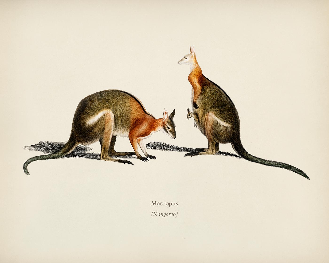 The red kangaroo (Macropus rufus) illustrated by Charles Dessalines D' Orbigny (1806-1876). Digitally enhanced from our... The red kangaroo (Macropus rufus) illustrated by Charles Dessalines D' Orbigny (1806-1876). Digitally enhanced from our...