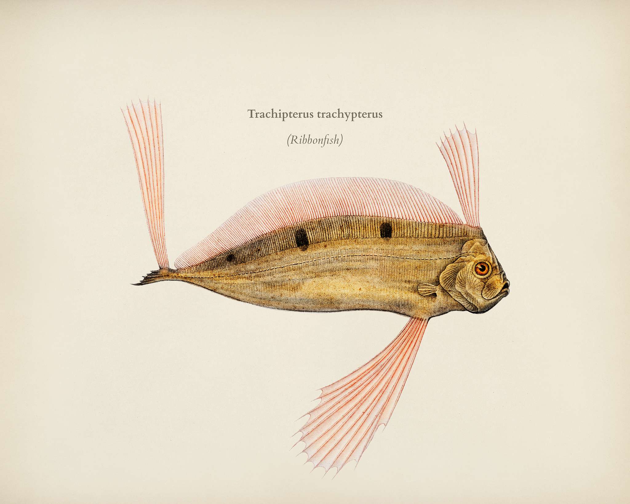 Ribbonfish (Trachipterus trachypterus) illustrated by Charles Dessalines D' Orbigny (1806-1876). Digitally enhanced from... Ribbonfish (Trachipterus trachypterus) illustrated by Charles Dessalines D' Orbigny (1806-1876). Digitally enhanced from...