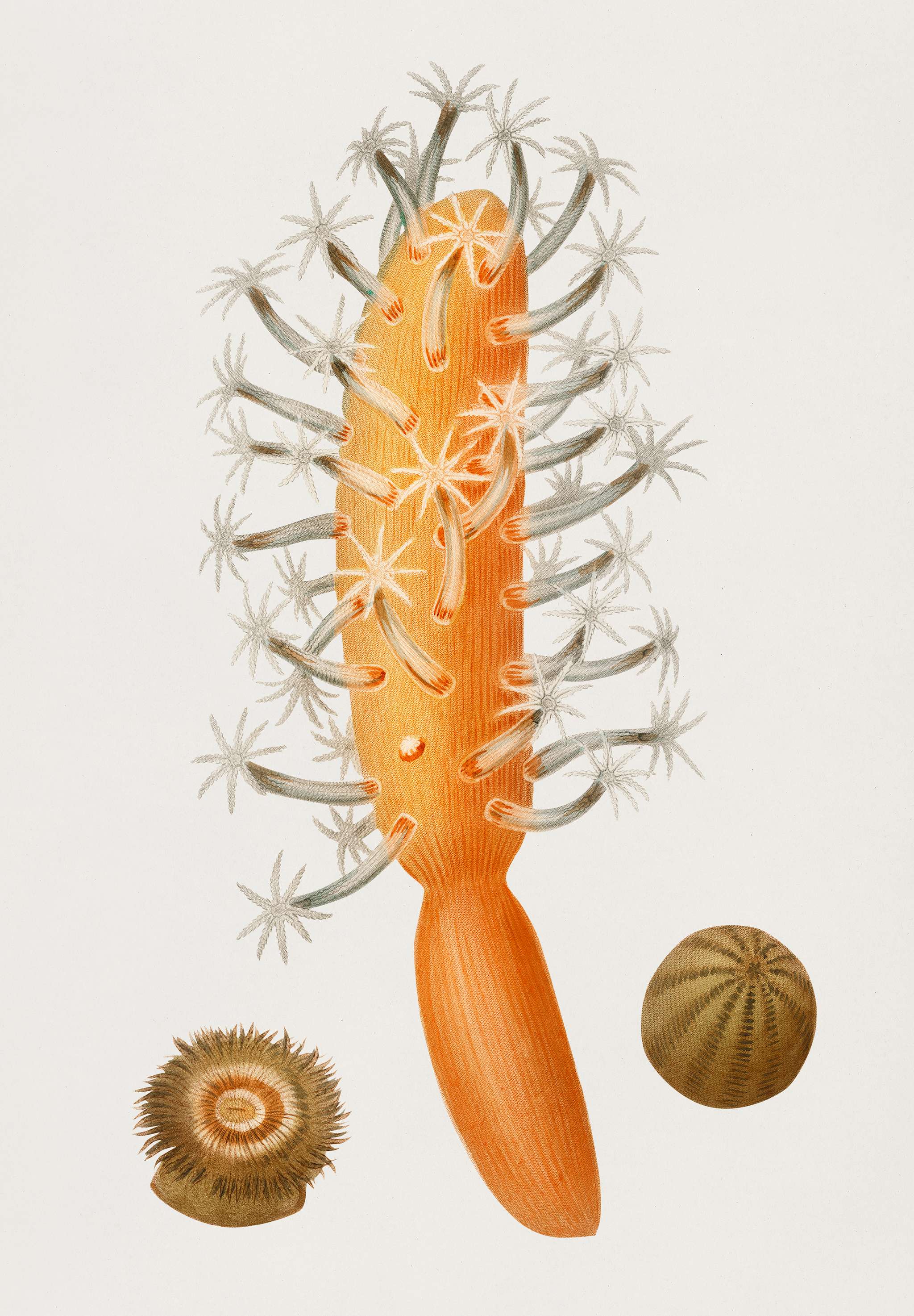 Veretillum cynomorium, sea carrot, Actinia effoeta, sea anemone illustrated by Charles Dessalines D' Orbigny (1806-1876... Veretillum cynomorium, sea carrot, Actinia effoeta, sea anemone illustrated by Charles Dessalines D' Orbigny (1806-1876...