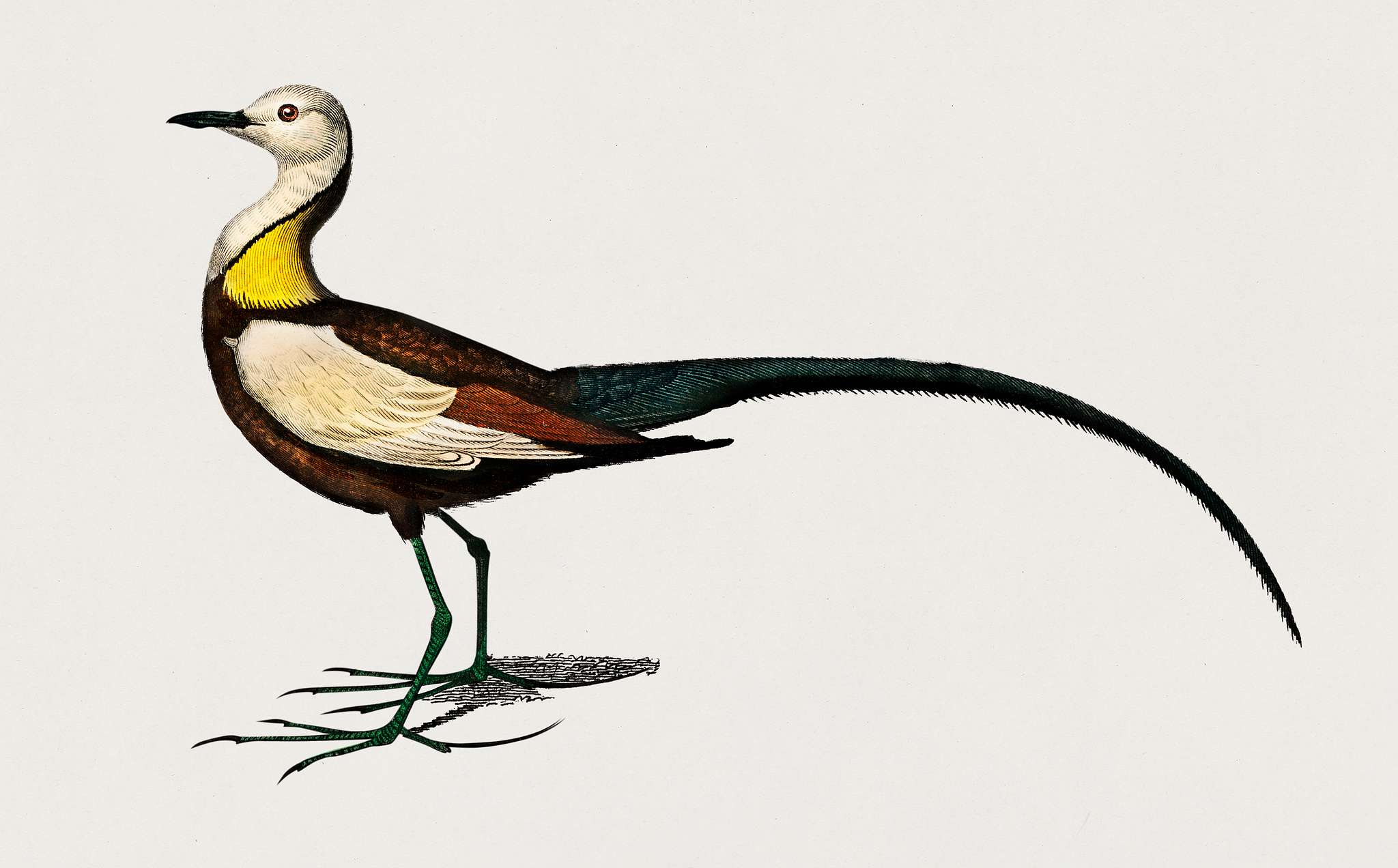 Pheasant-tailed jacana (Hydrophasianus chirurgus) illustrated by Charles Dessalines D' Orbigny (1806-1876). Digitally... Pheasant-tailed jacana (Hydrophasianus chirurgus) illustrated by Charles Dessalines D' Orbigny (1806-1876). Digitally...