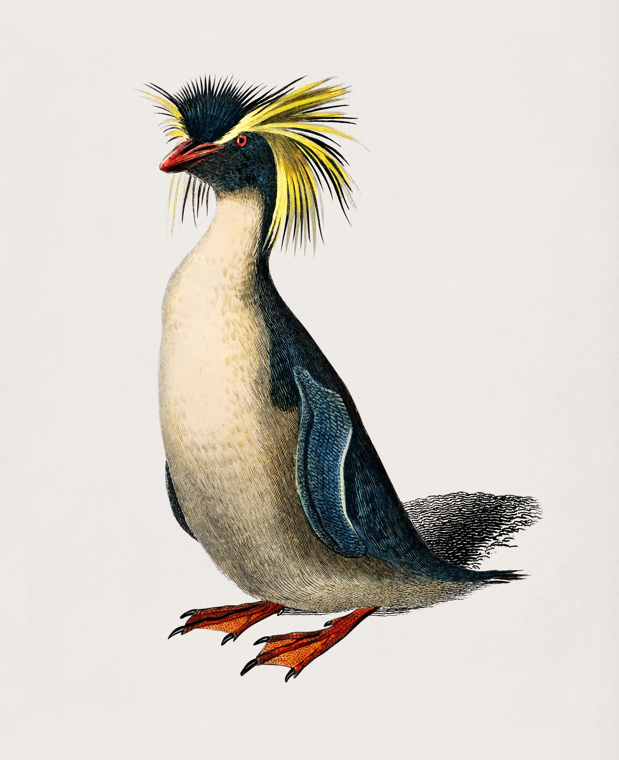 Rockhopper penguin (Eudyptes chrysocome) illustrated by Charles Dessalines D' Orbigny (1806-1876). Digitally enhanced... Rockhopper penguin (Eudyptes chrysocome) illustrated by Charles Dessalines D' Orbigny (1806-1876). Digitally enhanced...