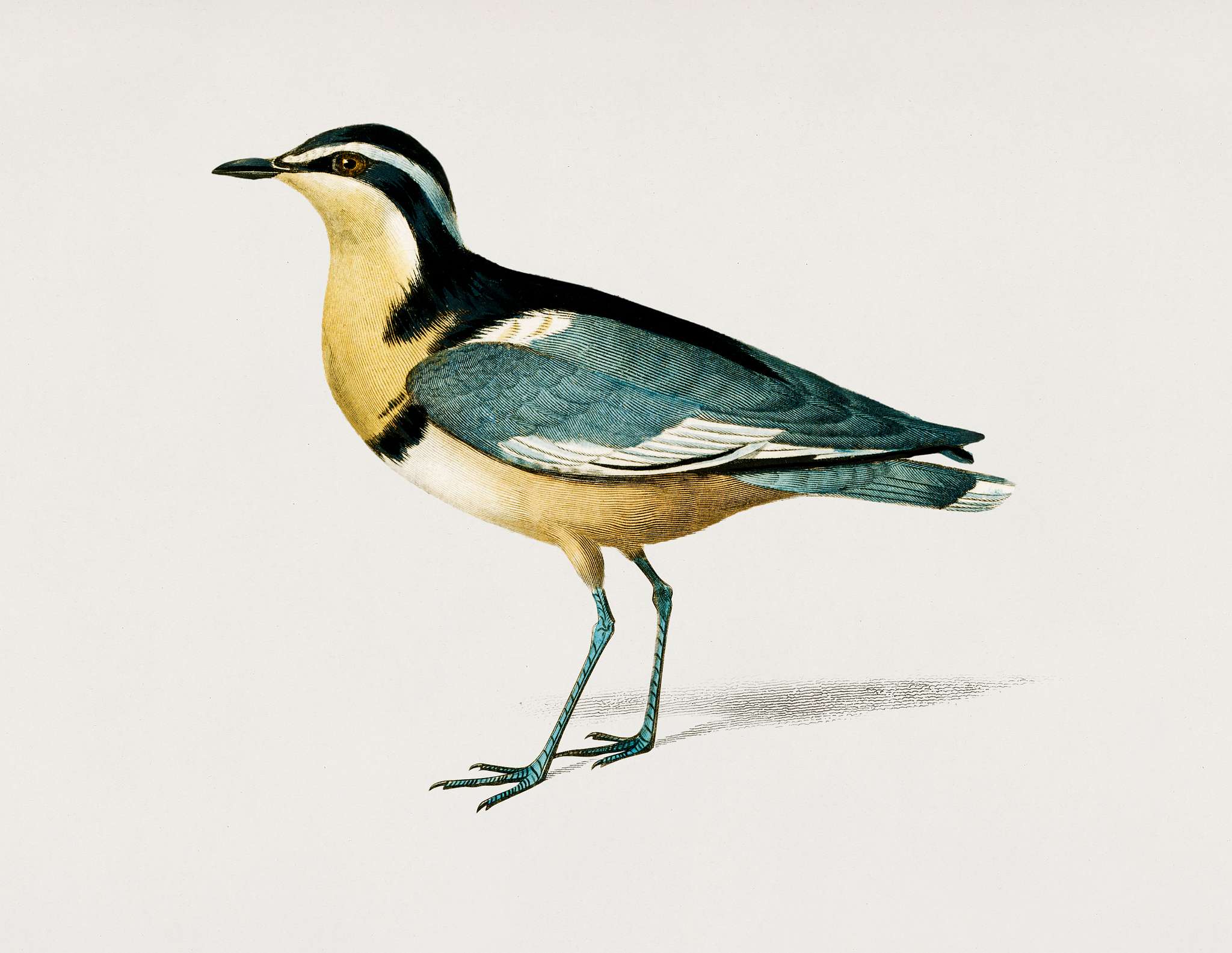 Egyptian plover (Pluvianus Melanocephalus) illustrated by Charles Dessalines D' Orbigny (1806-1876). Digitally enhanced... Egyptian plover (Pluvianus Melanocephalus) illustrated by Charles Dessalines D' Orbigny (1806-1876). Digitally enhanced...