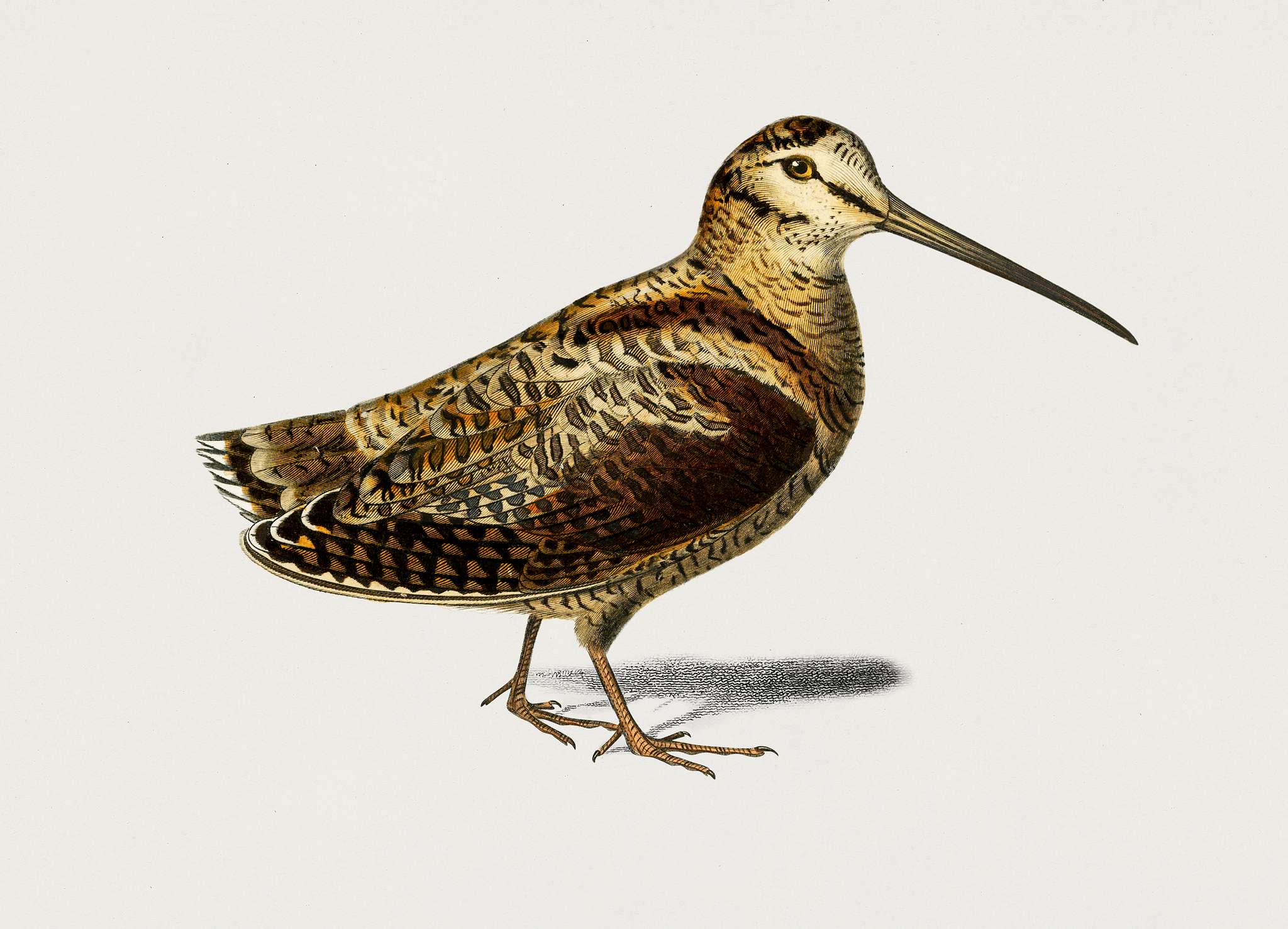 Eurasian Woodcock (Scolopax Rusticola) illustrated by Charles Dessalines D' Orbigny (1806-1876). Digitally enhanced from... Eurasian Woodcock (Scolopax Rusticola) illustrated by Charles Dessalines D' Orbigny (1806-1876). Digitally enhanced from...