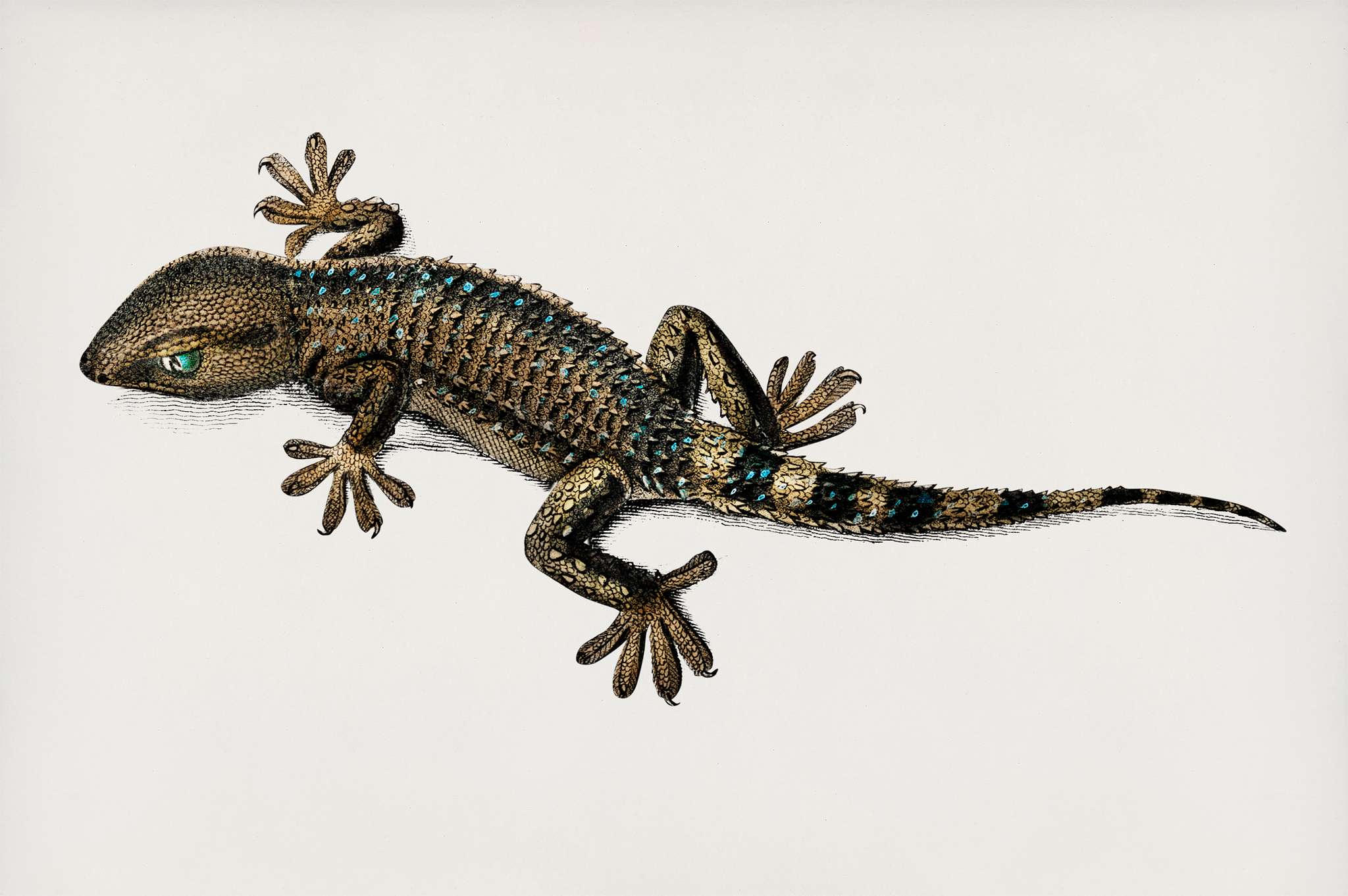 Lilford'swall lizard (Podarcis lilfordi) illustrated by Charles Dessalines D' Orbigny (1806-1876). Digitally... Lilford'swall lizard (Podarcis lilfordi) illustrated by Charles Dessalines D' Orbigny (1806-1876). Digitally...