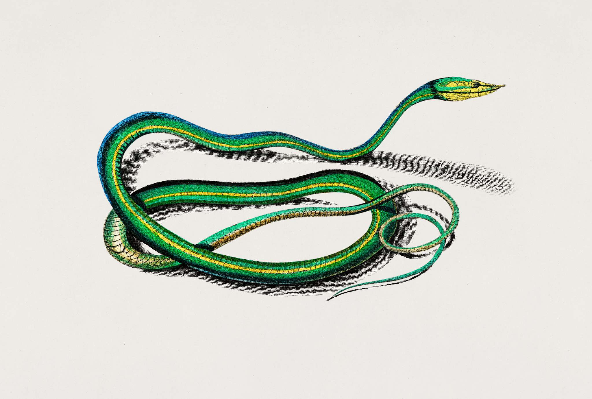The green vine snake (Dryinus Nasutus) illustrated by Charles Dessalines D' Orbigny (1806-1876). Digitally enhanced from... The green vine snake (Dryinus Nasutus) illustrated by Charles Dessalines D' Orbigny (1806-1876). Digitally enhanced from...