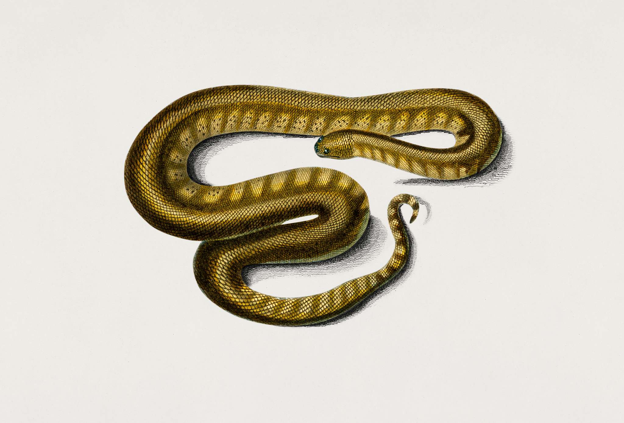 Elephant trunk snake (Acrochordus Javanicus) illustrated by Charles Dessalines D' Orbigny (1806-1876). Digitally... Elephant trunk snake (Acrochordus Javanicus) illustrated by Charles Dessalines D' Orbigny (1806-1876). Digitally...