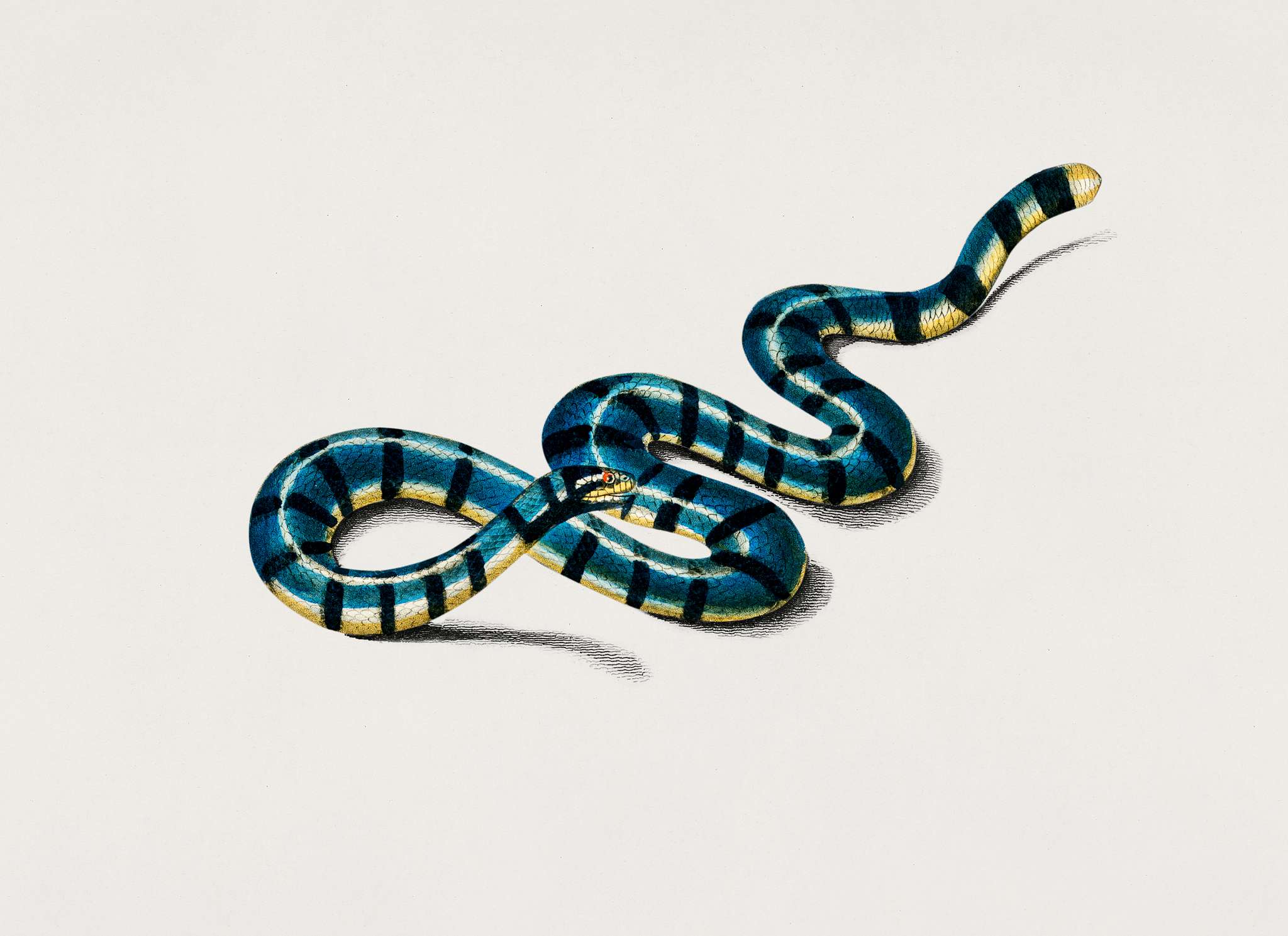 Columbrine Sea Krait (Platurus Fasciatus) illustrated by Charles Dessalines D' Orbigny (1806-1876). Digitally enhanced... Columbrine Sea Krait (Platurus Fasciatus) illustrated by Charles Dessalines D' Orbigny (1806-1876). Digitally enhanced...