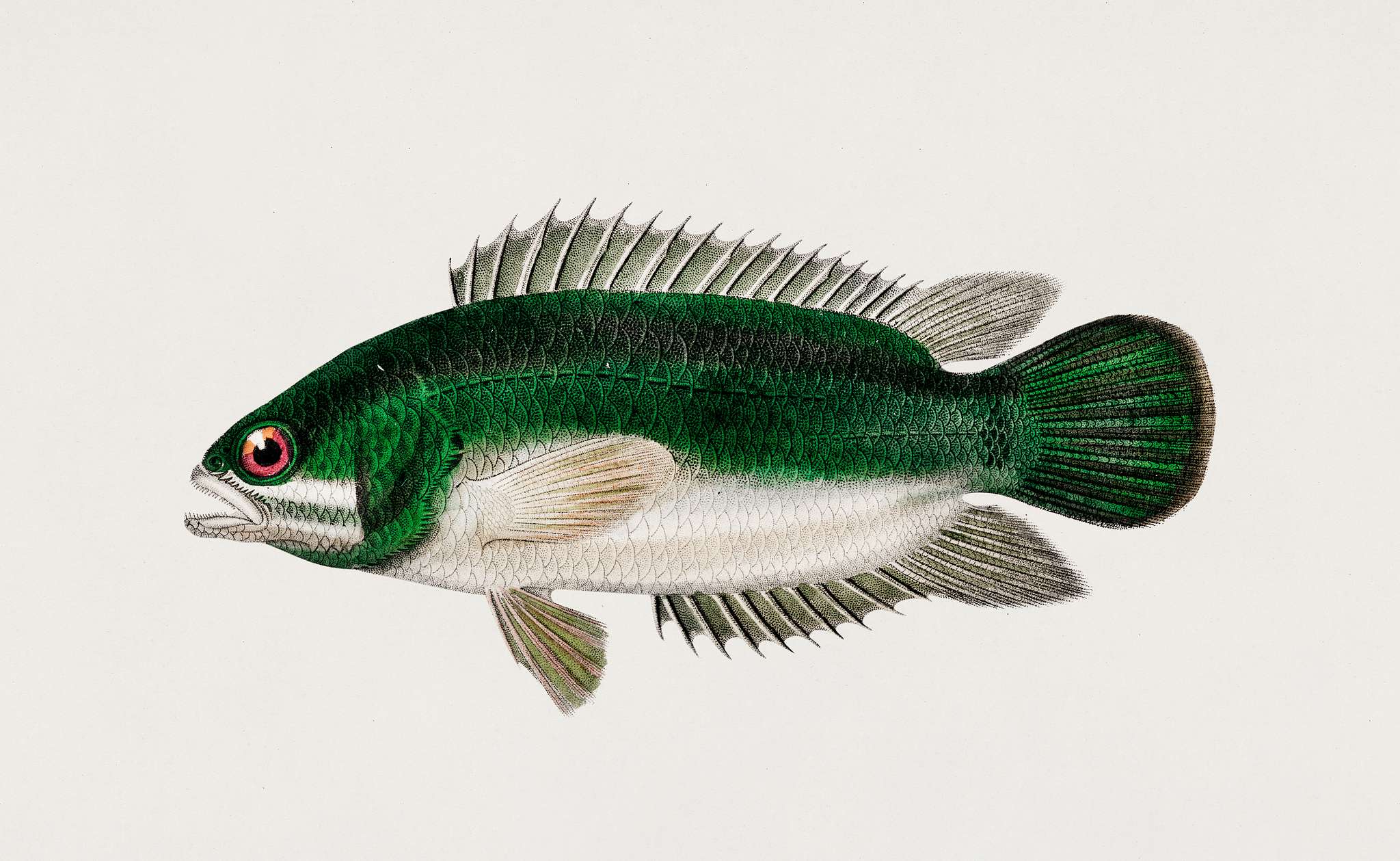 Climbing perch (Anabas testudineus) illustrated by Charles Dessalines D' Orbigny (1806-1876). Digitally enhanced from... Climbing perch (Anabas testudineus) illustrated by Charles Dessalines D' Orbigny (1806-1876). Digitally enhanced from...