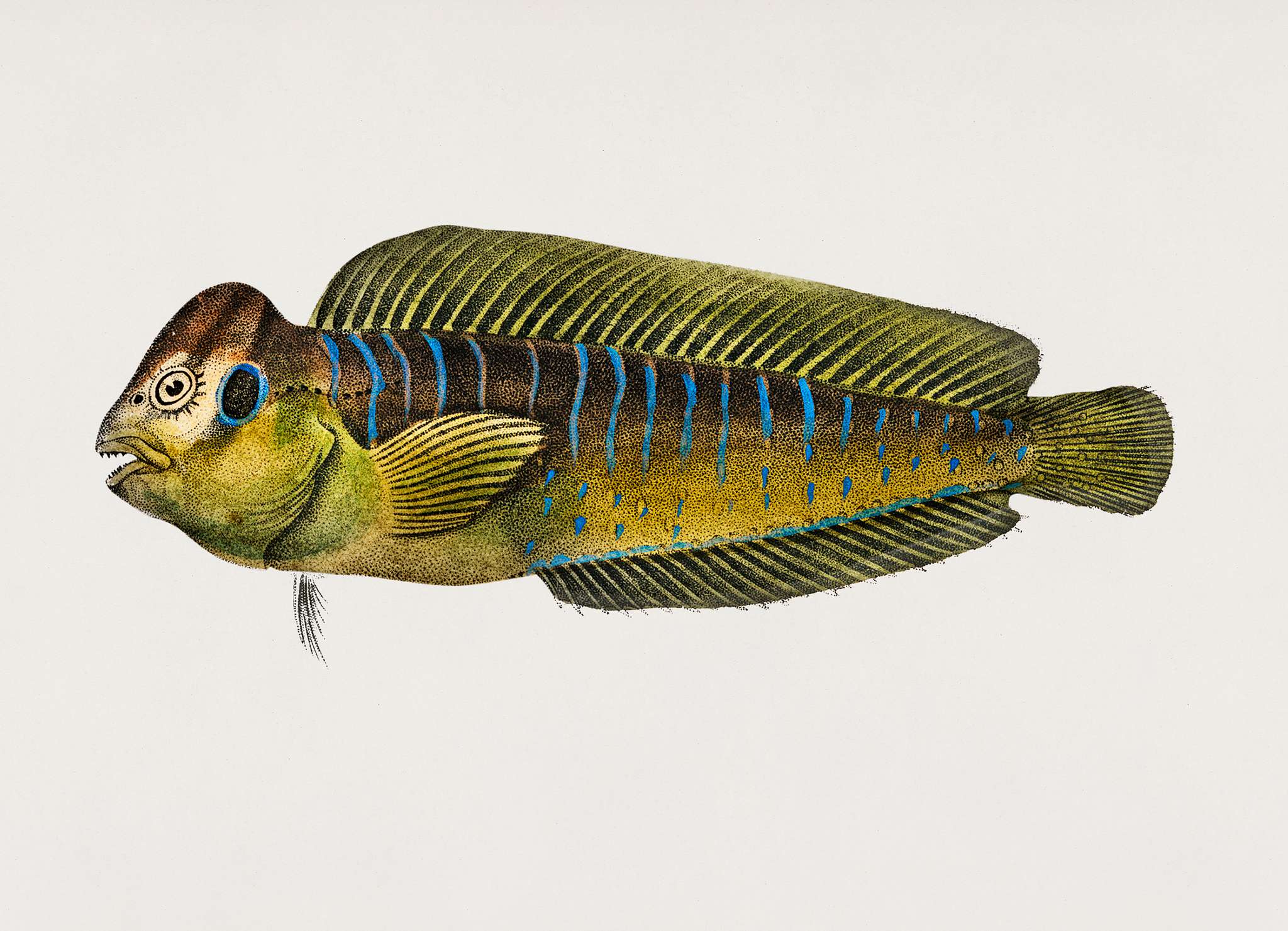 Flathead grey mullet (Mugil cephalus) illustrated by Charles Dessalines D' Orbigny (1806-1876). Digitally enhanced from... Flathead grey mullet (Mugil cephalus) illustrated by Charles Dessalines D' Orbigny (1806-1876). Digitally enhanced from...