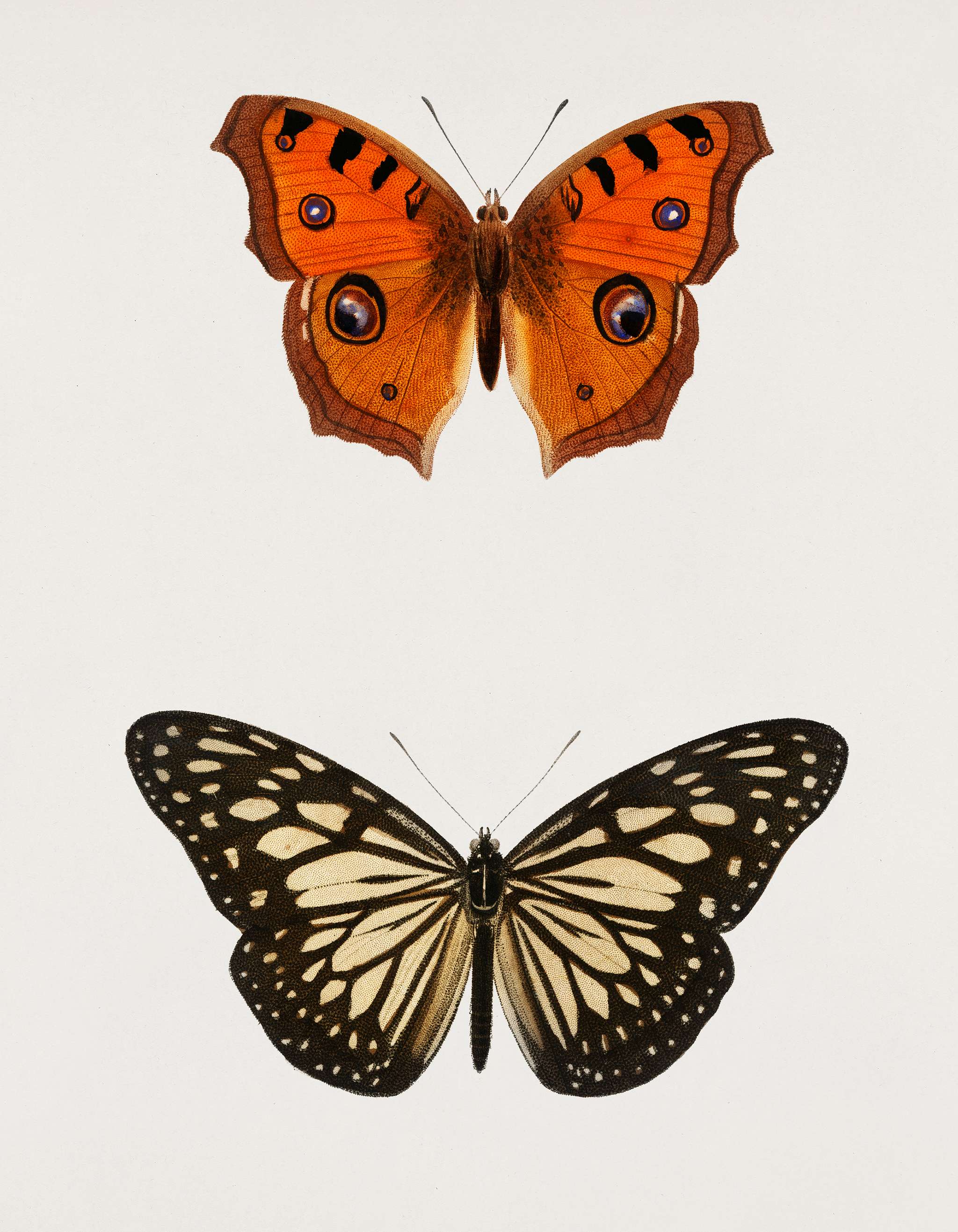 Collection of hand drawings of butterflies illustrated by Charles Dessalines D' Orbigny (1806-1876). Digitally enhanced... Collection of hand drawings of butterflies illustrated by Charles Dessalines D' Orbigny (1806-1876). Digitally enhanced...