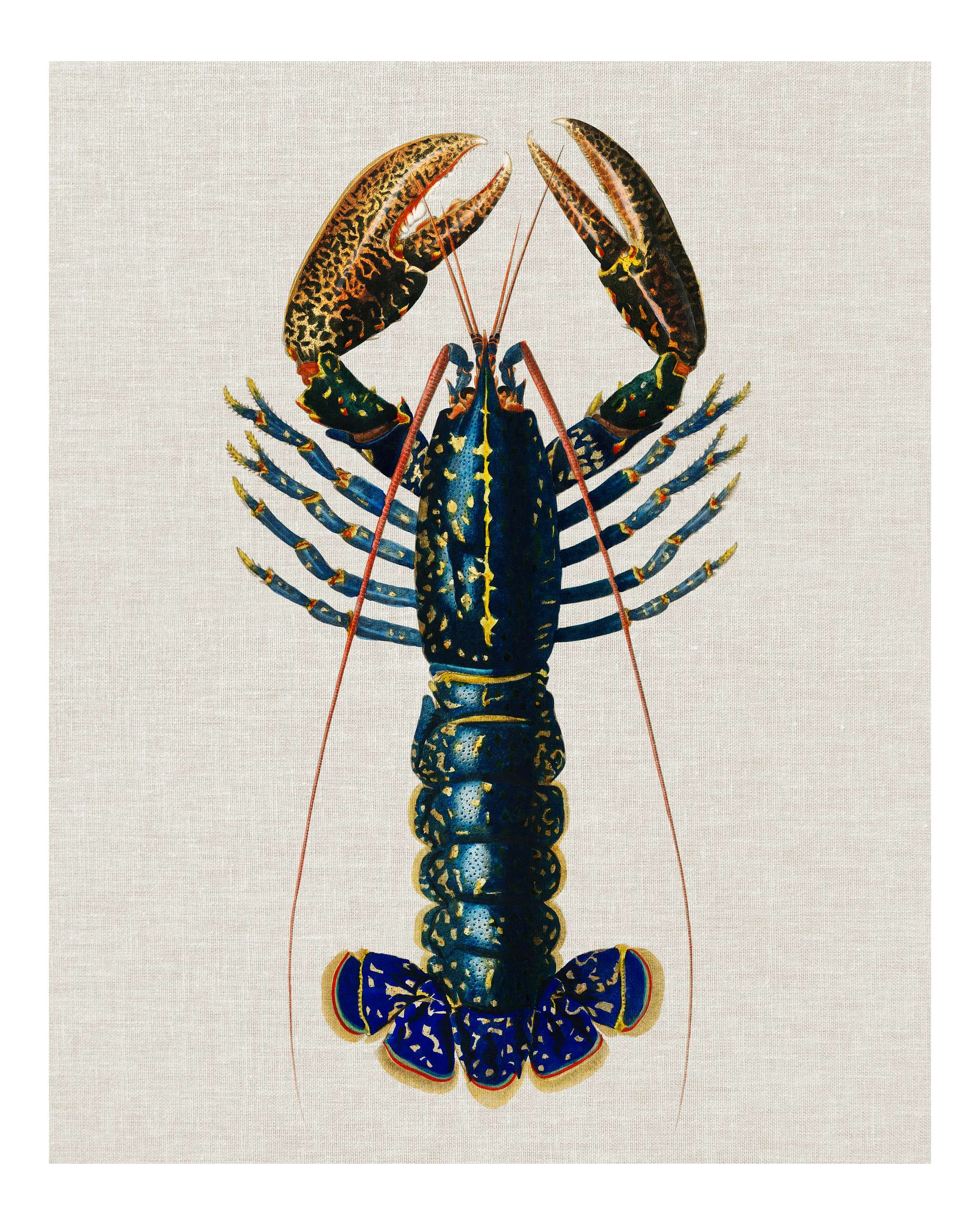 Crimson Crawfish (Palemon Ornatum) illustrated by Charles Dessalines D' Orbigny (1806-1876). Digitally enhanced from our... Crimson Crawfish (Palemon Ornatum) illustrated by Charles Dessalines D' Orbigny (1806-1876). Digitally enhanced from our...
