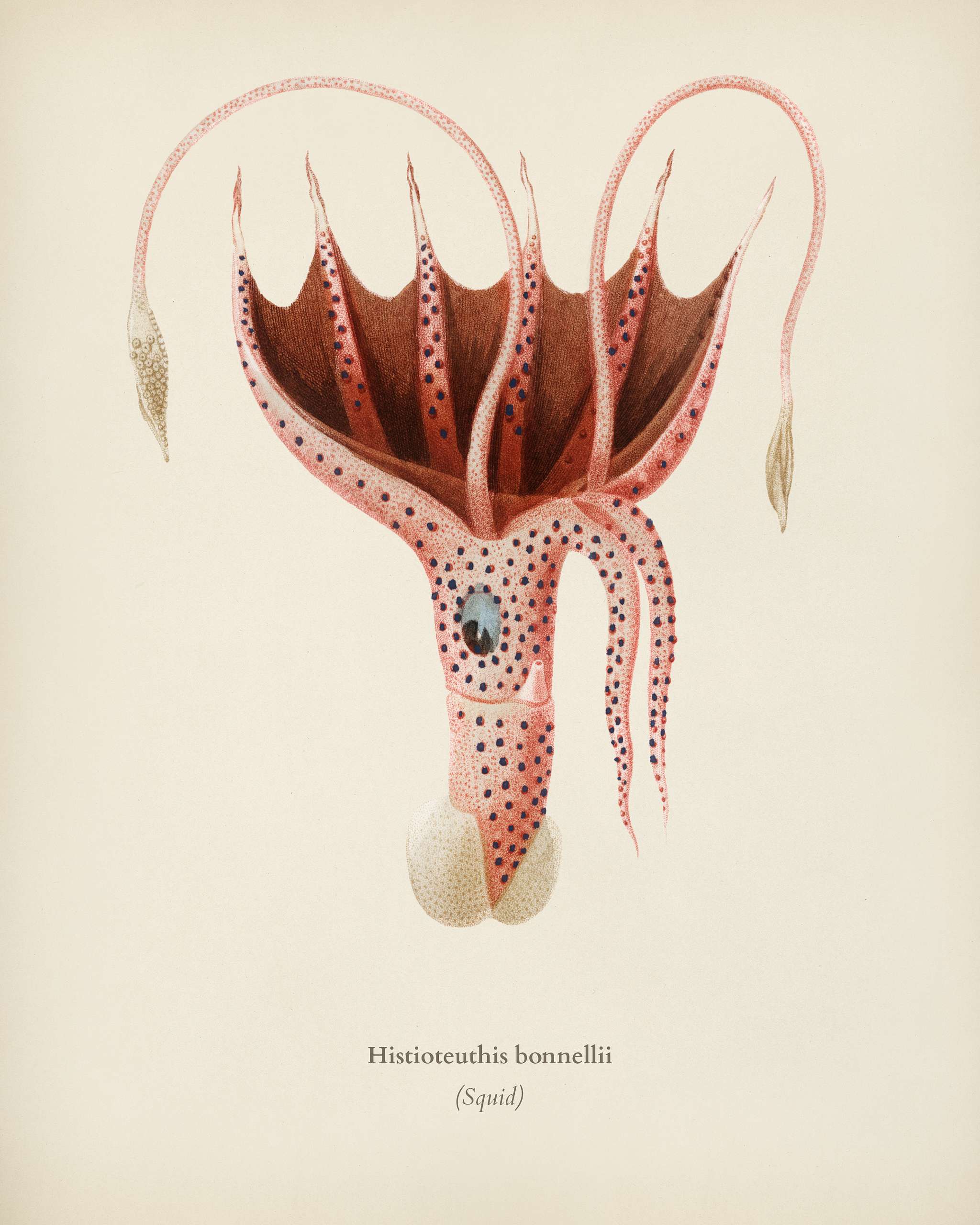 The umbrella squid (Histioteuthis bonnellii) illustrated by Charles Dessalines D' Orbigny (1806-1876). Digitally... The umbrella squid (Histioteuthis bonnellii) illustrated by Charles Dessalines D' Orbigny (1806-1876). Digitally...