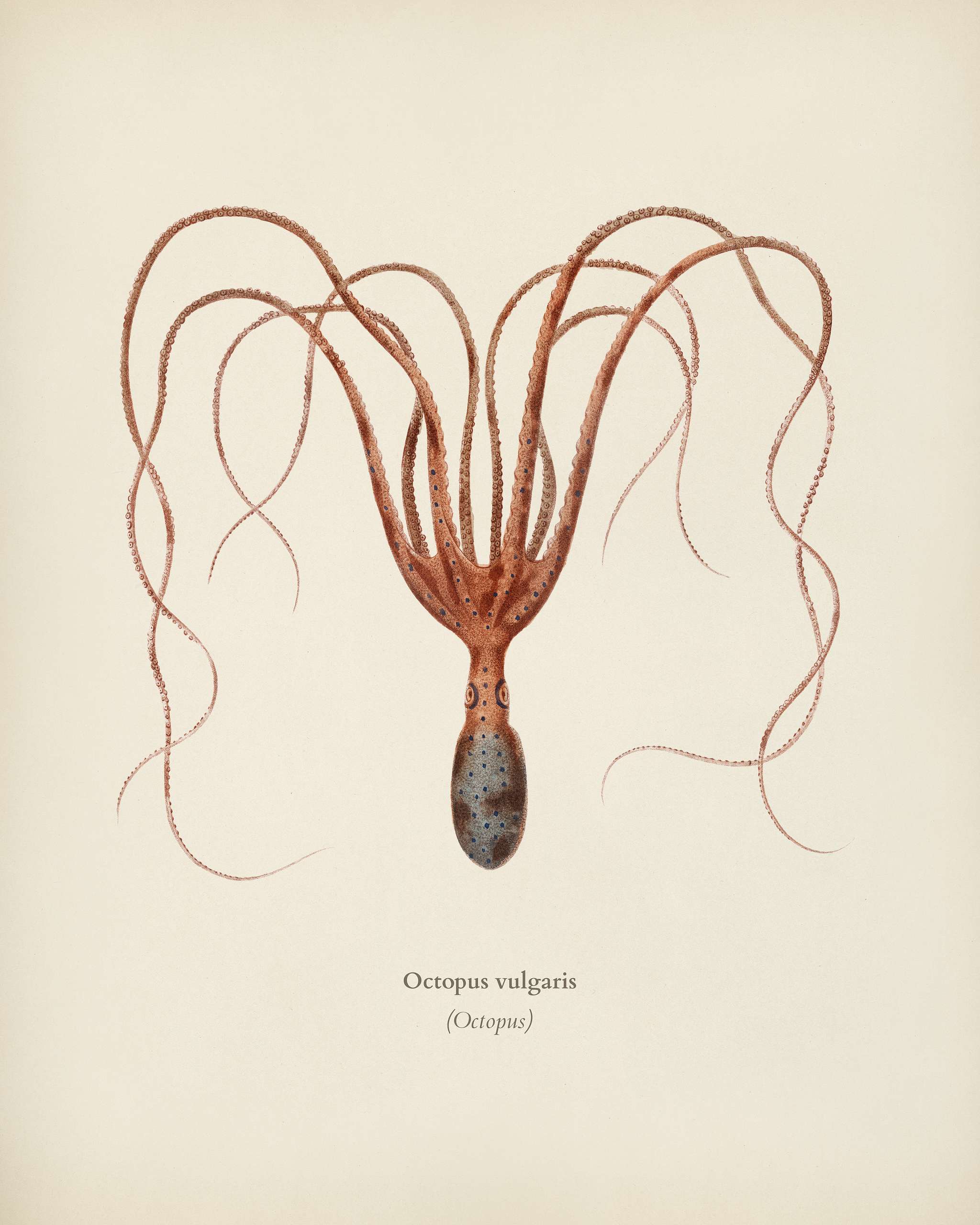 The common octopus (Octopus vulgaris) illustrated by Charles Dessalines D' Orbigny (1806-1876). Digitally enhanced from... The common octopus (Octopus vulgaris) illustrated by Charles Dessalines D' Orbigny (1806-1876). Digitally enhanced from...