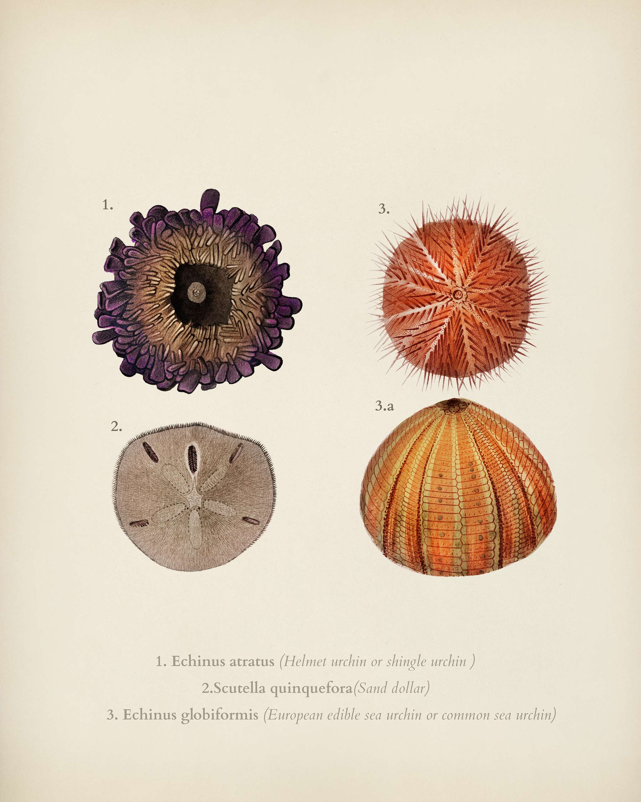 Different types of sea urcnhins illustrated by Charles Dessalines D' Orbigny (1806-1876). Digitally enhanced from our... Different types of sea urcnhins illustrated by Charles Dessalines D' Orbigny (1806-1876). Digitally enhanced from our...