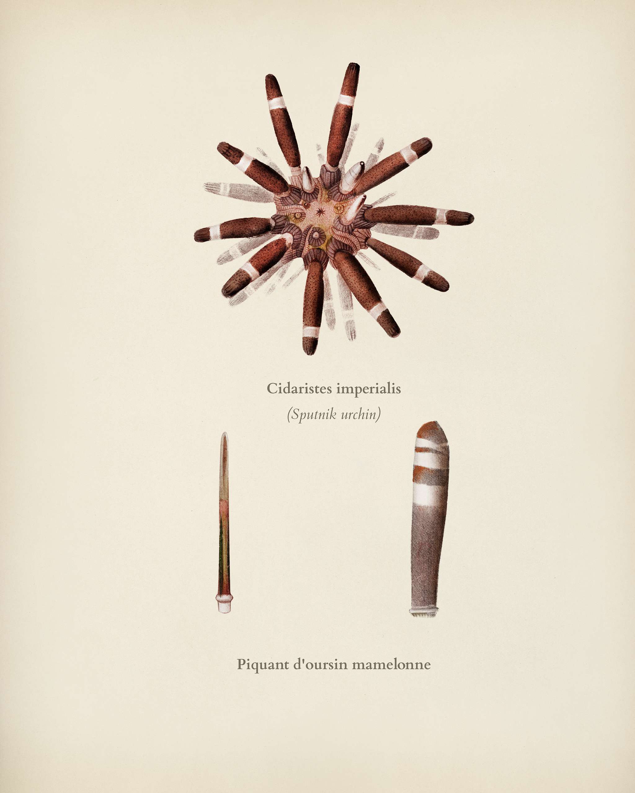Scutella radiata (small sand dollar) sand dollar (Scutella quinquefora) illustrated by Charles Dessalines D' Orbigny (... Scutella radiata (small sand dollar) sand dollar (Scutella quinquefora) illustrated by Charles Dessalines D' Orbigny (...