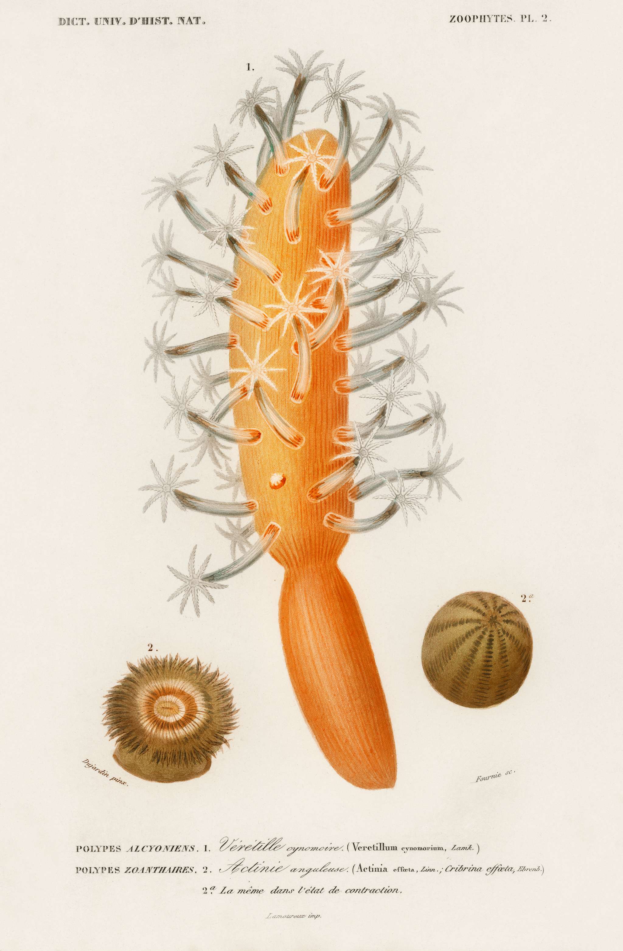 Veretillum cynomorium, sea carrot, Actinia effoeta, sea anemone illustrated by Charles Dessalines D' Orbigny (1806-1876... Veretillum cynomorium, sea carrot, Actinia effoeta, sea anemone illustrated by Charles Dessalines D' Orbigny (1806-1876...