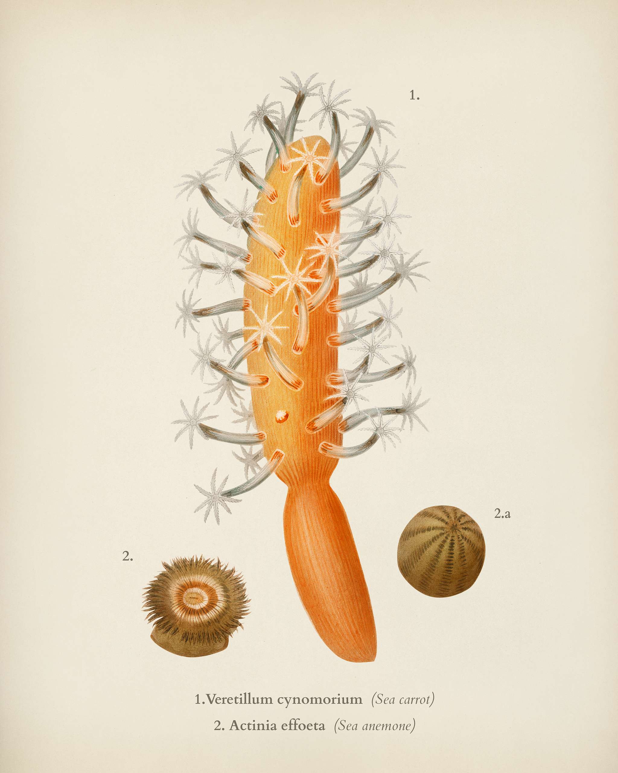 Veretillum cynomorium, sea carrot, Actinia effoeta, sea anemone illustrated by Charles Dessalines D' Orbigny (1806-1876... Veretillum cynomorium, sea carrot, Actinia effoeta, sea anemone illustrated by Charles Dessalines D' Orbigny (1806-1876...