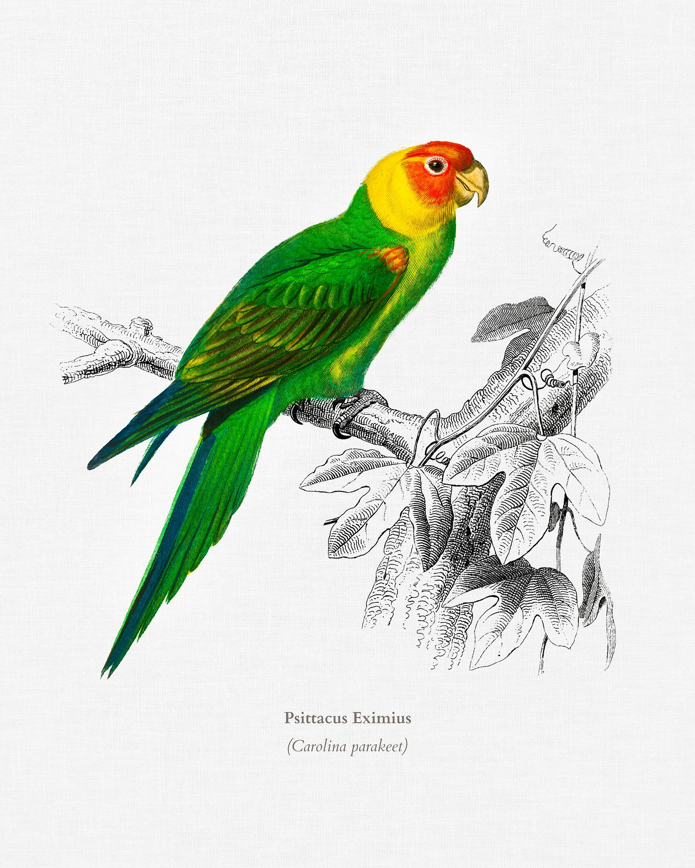 Psittacus Eximius illustrated by Charles Dessalines D' Orbigny (1806-1876). Digitally enhanced from our own 1892 edition... Psittacus Eximius illustrated by Charles Dessalines D' Orbigny (1806-1876). Digitally enhanced from our own 1892 edition...