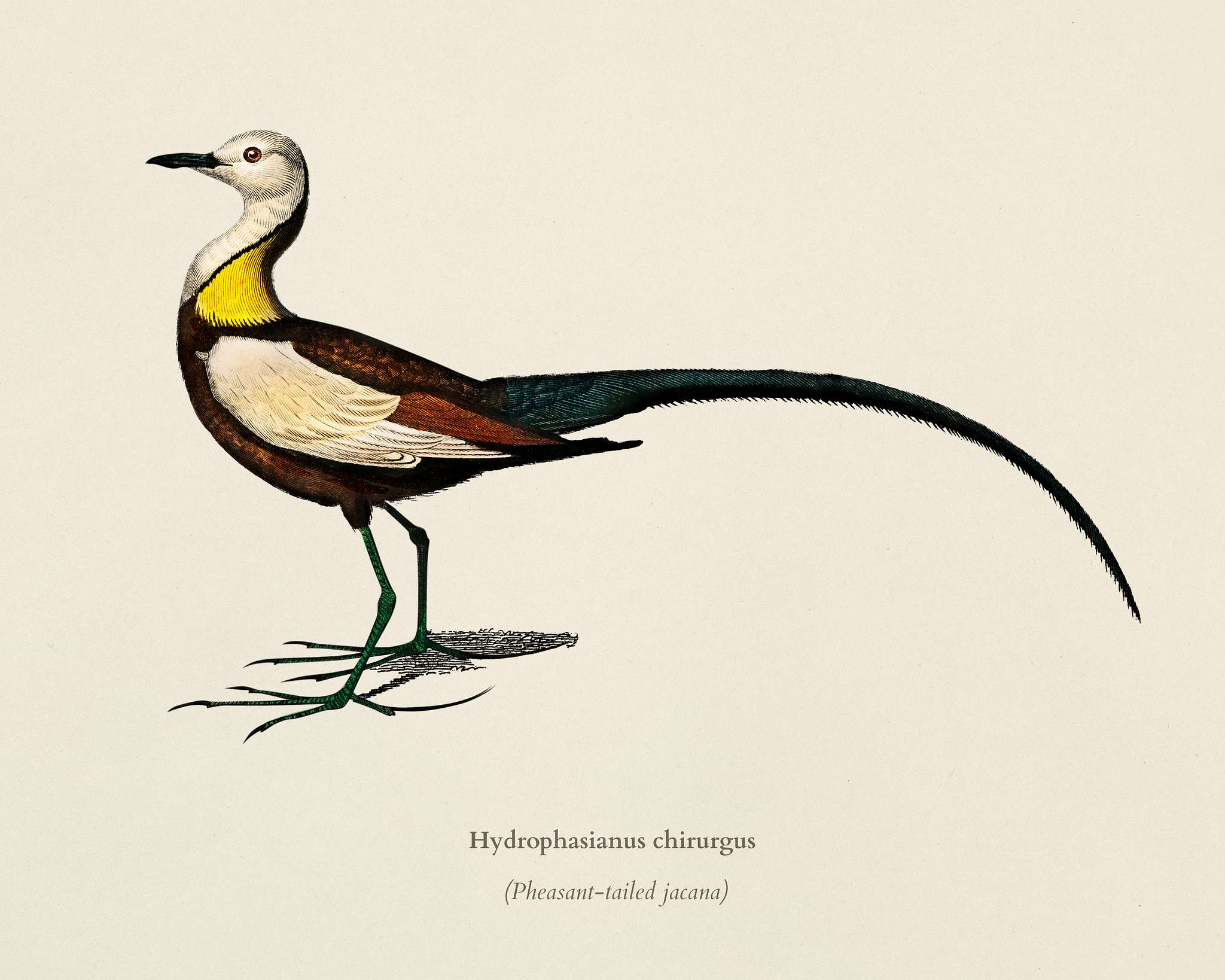Pheasant-tailed jacana (Hydrophasianus chirurgus) illustrated by Charles Dessalines D' Orbigny (1806-1876). Digitally... Pheasant-tailed jacana (Hydrophasianus chirurgus) illustrated by Charles Dessalines D' Orbigny (1806-1876). Digitally...