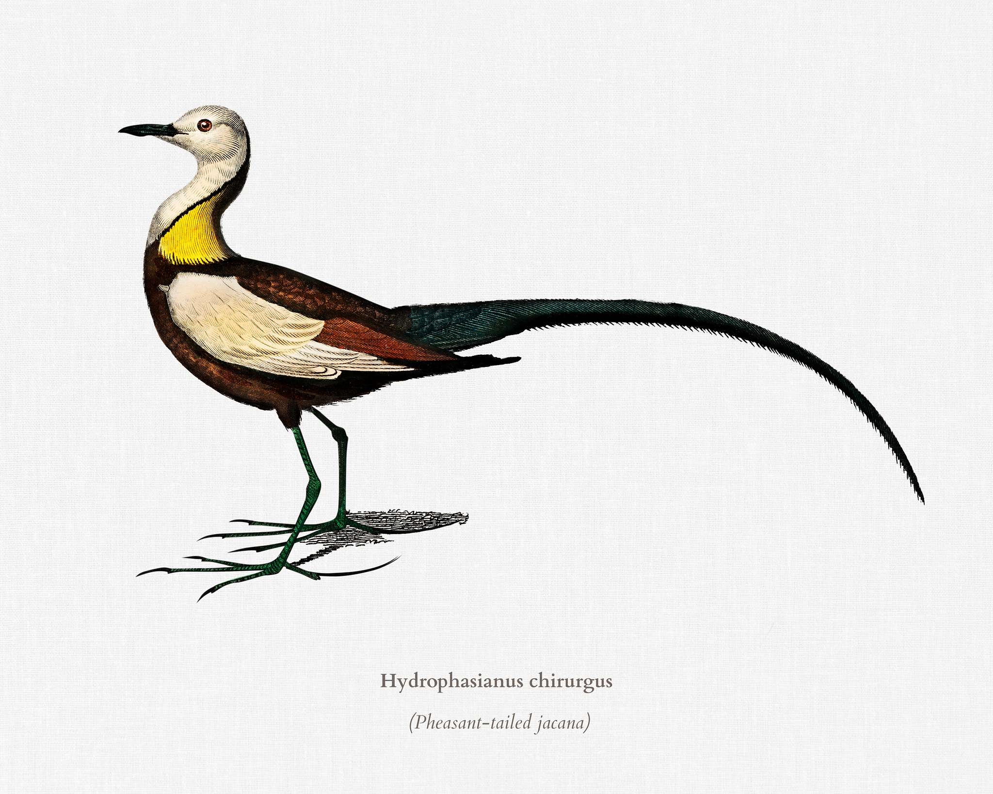 Pheasant-tailed jacana (Hydrophasianus chirurgus) illustrated by Charles Dessalines D' Orbigny (1806-1876). Digitally... Pheasant-tailed jacana (Hydrophasianus chirurgus) illustrated by Charles Dessalines D' Orbigny (1806-1876). Digitally...