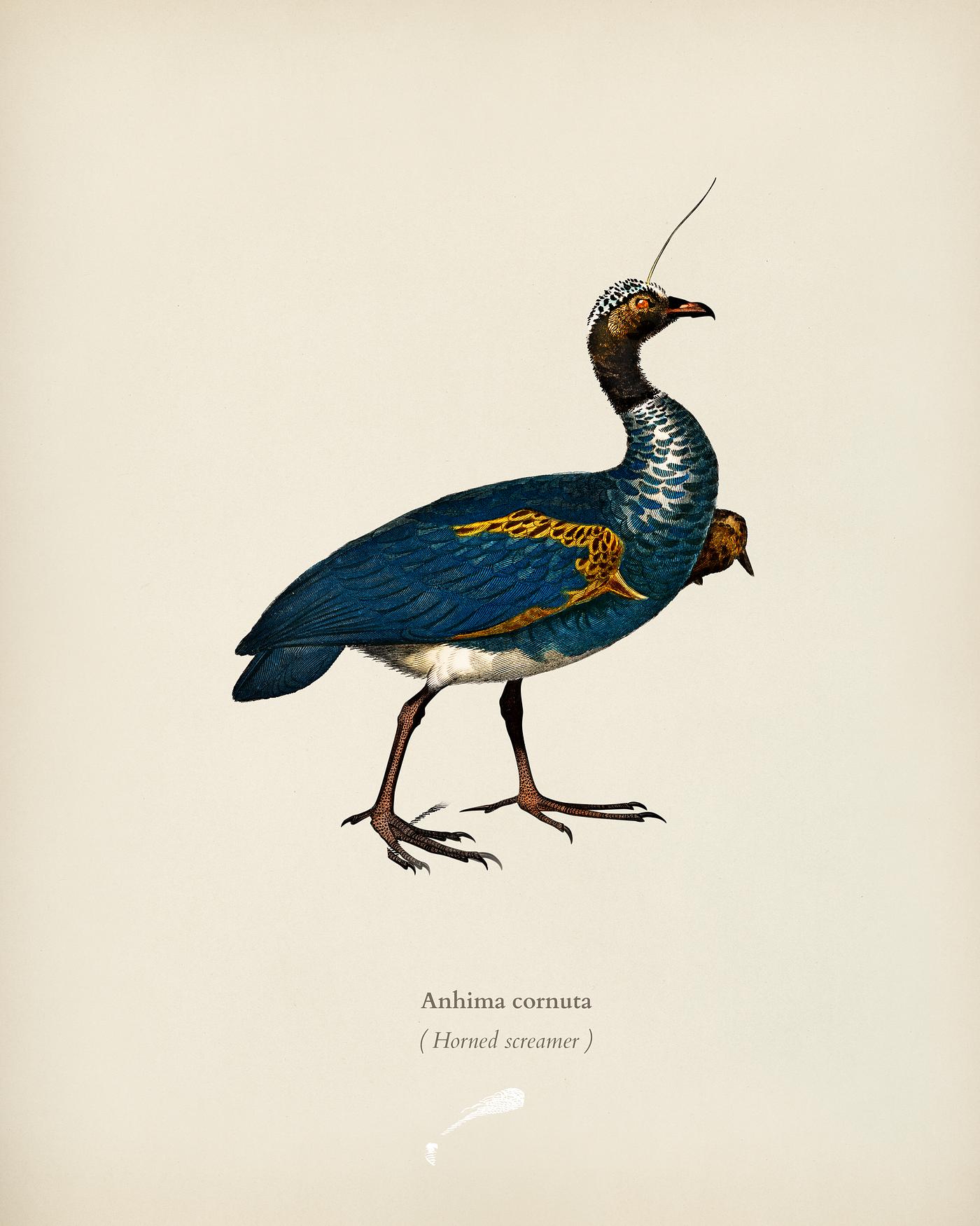 Horned screamer (Anhima cornuta) illustrated by Charles Dessalines D' Orbigny (1806-1876). Digitally enhanced from our... Horned screamer (Anhima cornuta) illustrated by Charles Dessalines D' Orbigny (1806-1876). Digitally enhanced from our...