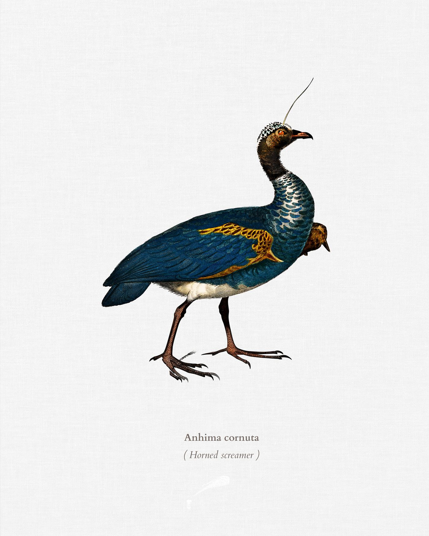 Horned screamer (Anhima cornuta) illustrated by Charles Dessalines D' Orbigny (1806-1876). Digitally enhanced from our... Horned screamer (Anhima cornuta) illustrated by Charles Dessalines D' Orbigny (1806-1876). Digitally enhanced from our...