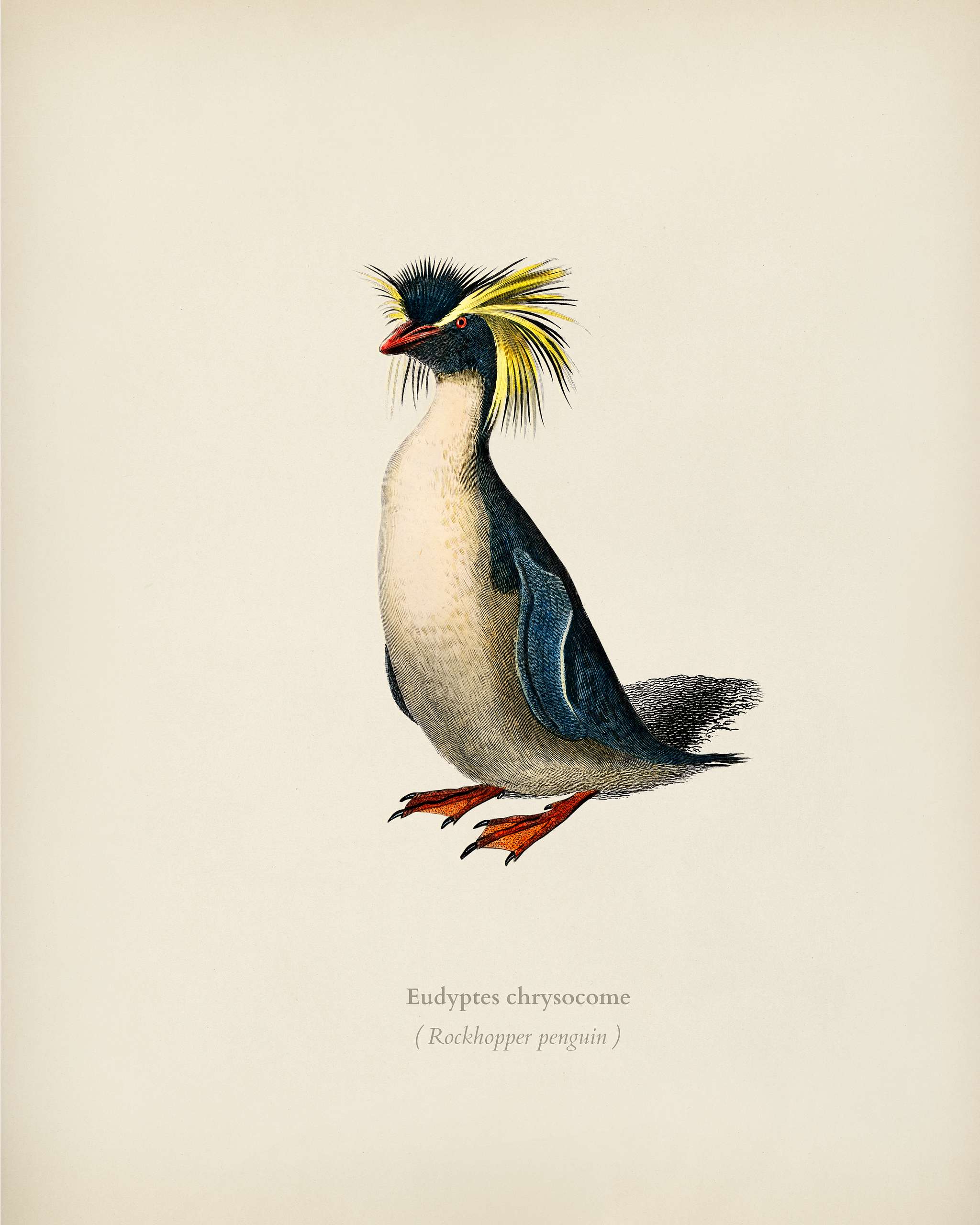 Rockhopper penguin (Eudyptes chrysocome) illustrated by Charles Dessalines D' Orbigny (1806-1876). Digitally enhanced... Rockhopper penguin (Eudyptes chrysocome) illustrated by Charles Dessalines D' Orbigny (1806-1876). Digitally enhanced...