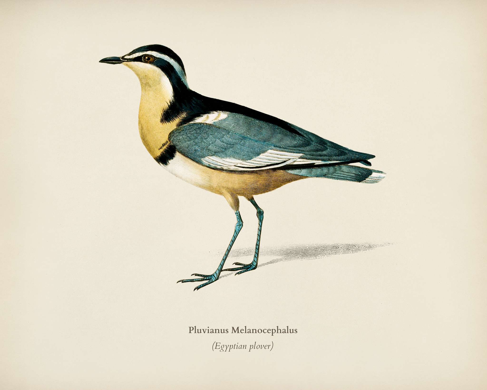 Egyptian plover (Pluvianus Melanocephalus) illustrated by Charles Dessalines D' Orbigny (1806-1876). Digitally enhanced... Egyptian plover (Pluvianus Melanocephalus) illustrated by Charles Dessalines D' Orbigny (1806-1876). Digitally enhanced...