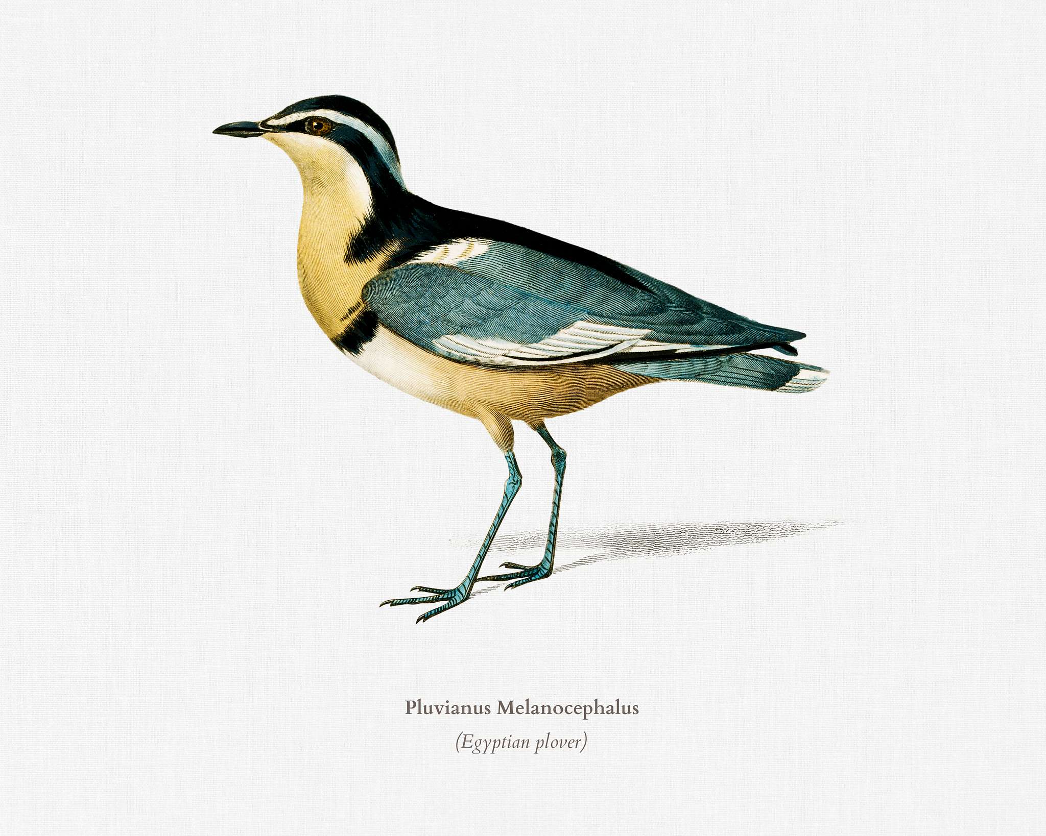 Egyptian plover (Pluvianus Melanocephalus) illustrated by Charles Dessalines D' Orbigny (1806-1876). Digitally enhanced... Egyptian plover (Pluvianus Melanocephalus) illustrated by Charles Dessalines D' Orbigny (1806-1876). Digitally enhanced...