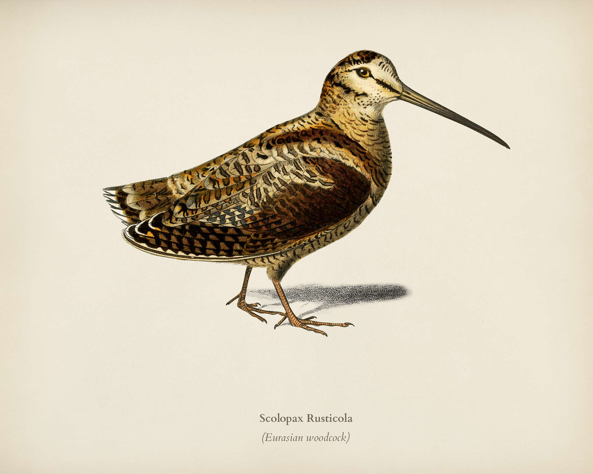 Eurasian Woodcock (Scolopax Rusticola) illustrated by Charles Dessalines D' Orbigny (1806-1876). Digitally enhanced from... Eurasian Woodcock (Scolopax Rusticola) illustrated by Charles Dessalines D' Orbigny (1806-1876). Digitally enhanced from...