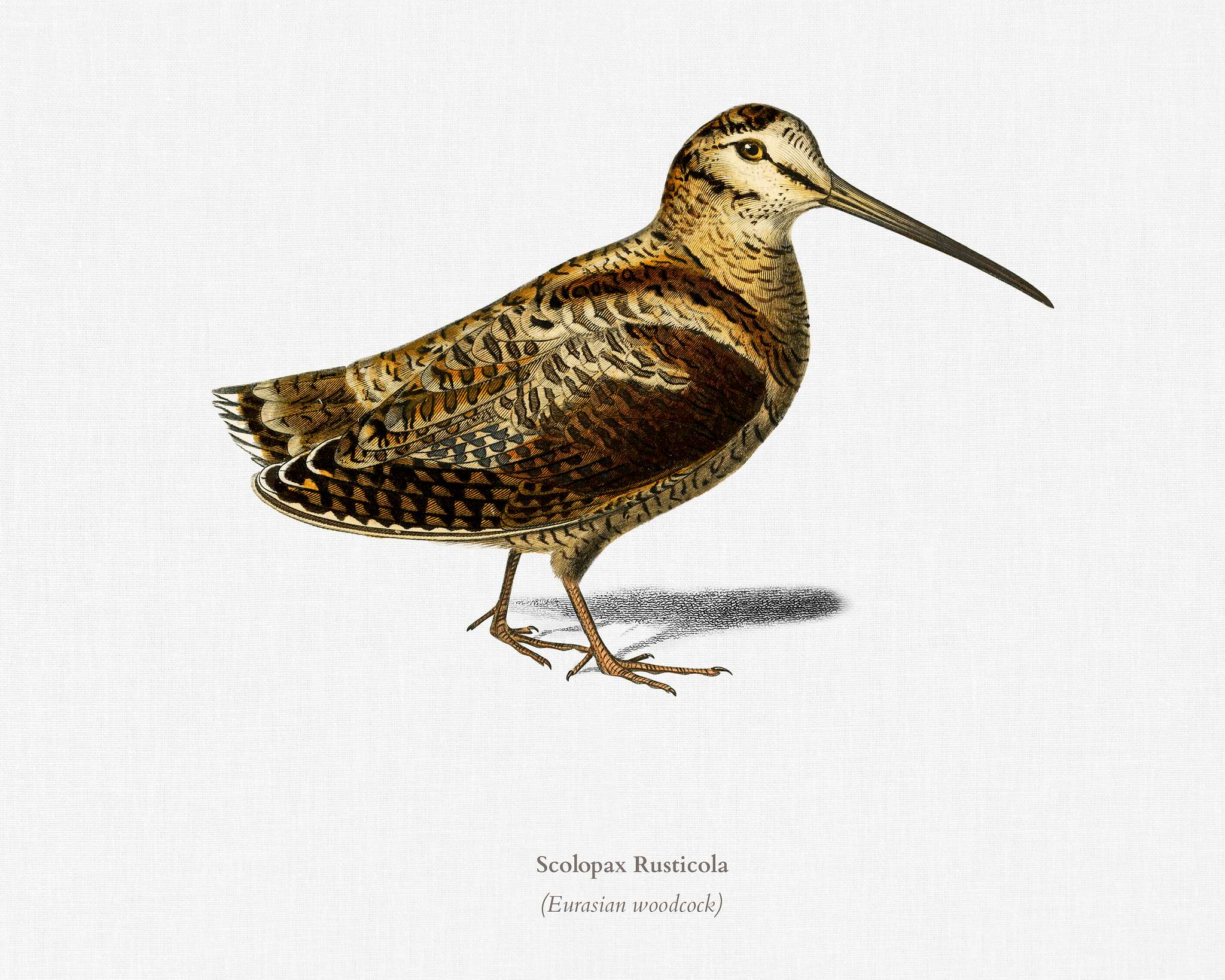 Eurasian Woodcock (Scolopax Rusticola) illustrated by Charles Dessalines D' Orbigny (1806-1876). Digitally enhanced from... Eurasian Woodcock (Scolopax Rusticola) illustrated by Charles Dessalines D' Orbigny (1806-1876). Digitally enhanced from...